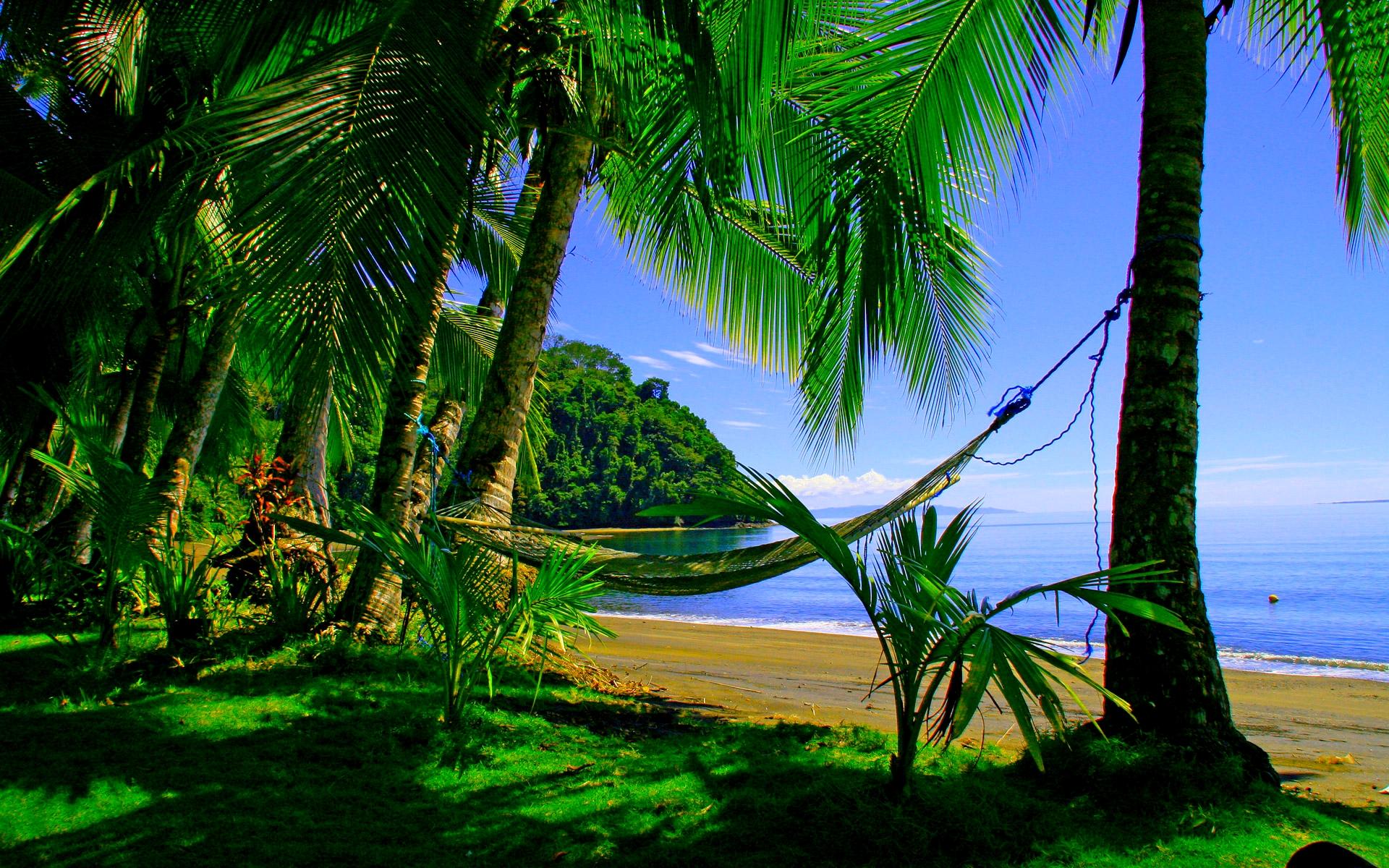 beach, man made, hammock, green, nature, ocean, palm tree, tree, tropical lock screen backgrounds