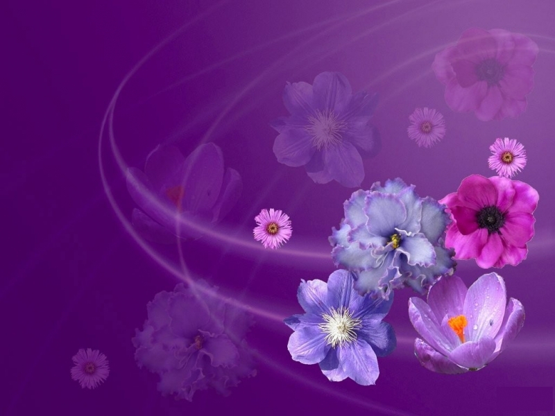 Download mobile wallpaper Violet, Flowers, Background for free.