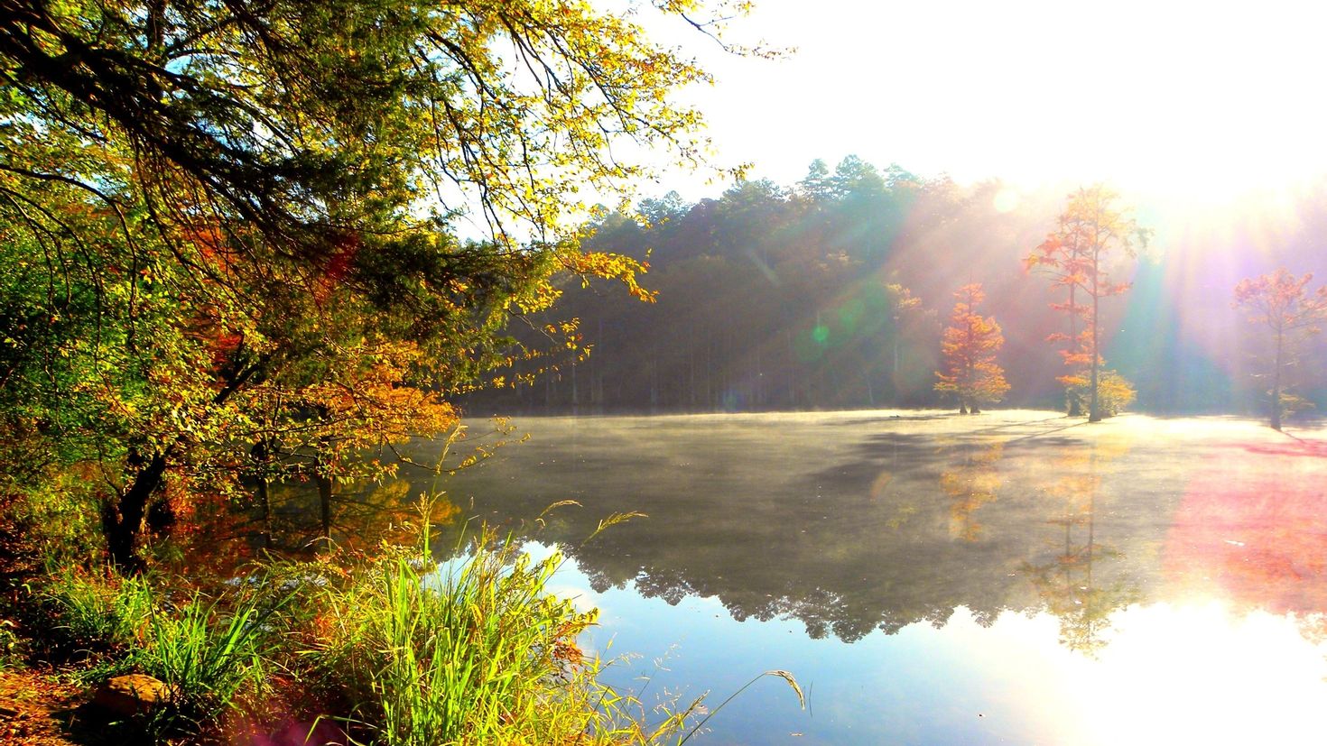 Бесплатные картинки утро. Утро природа. Лес речка солнце. Осень солнце. Солнечный пейзаж.