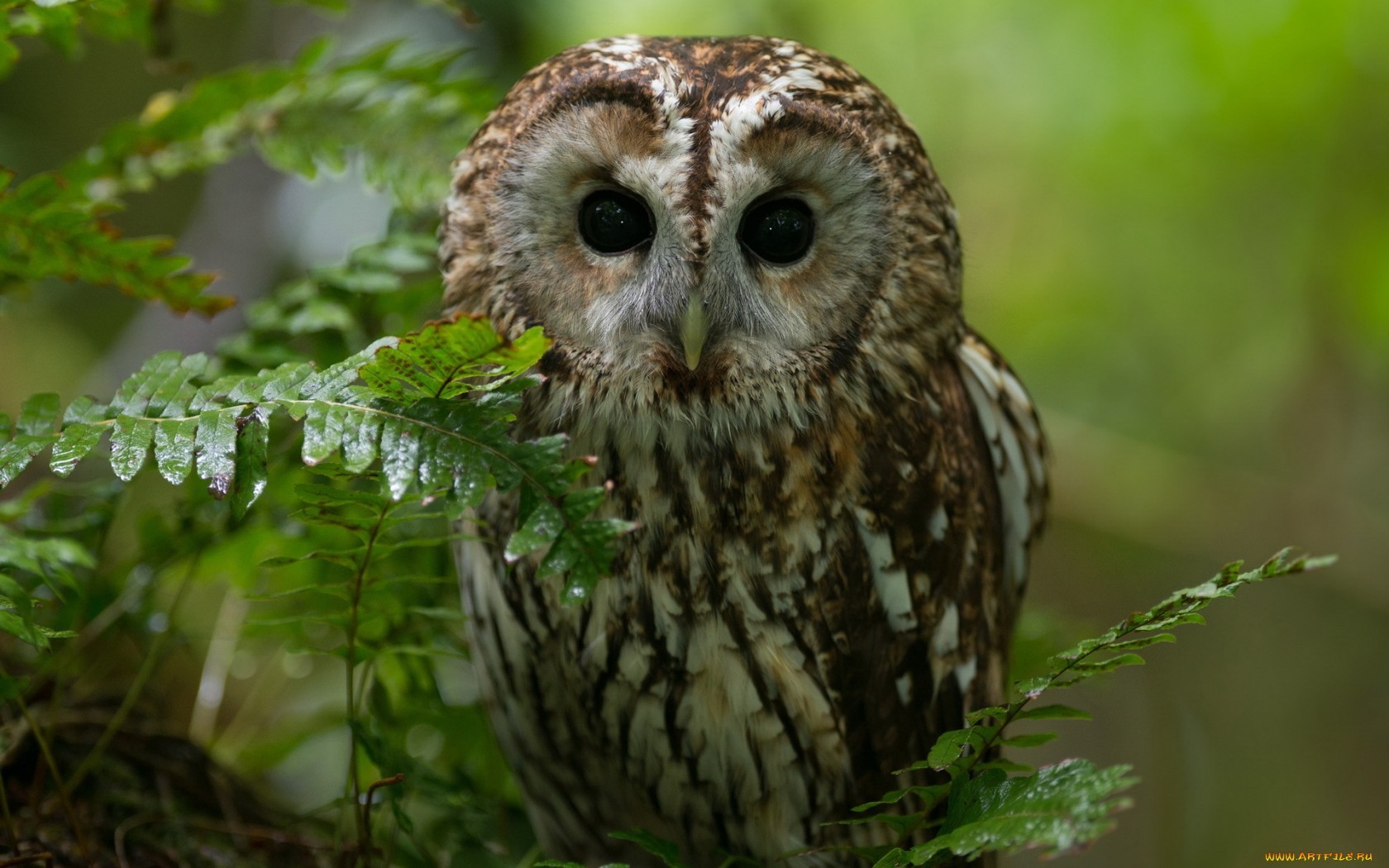Download mobile wallpaper Animals, Birds, Owl for free.