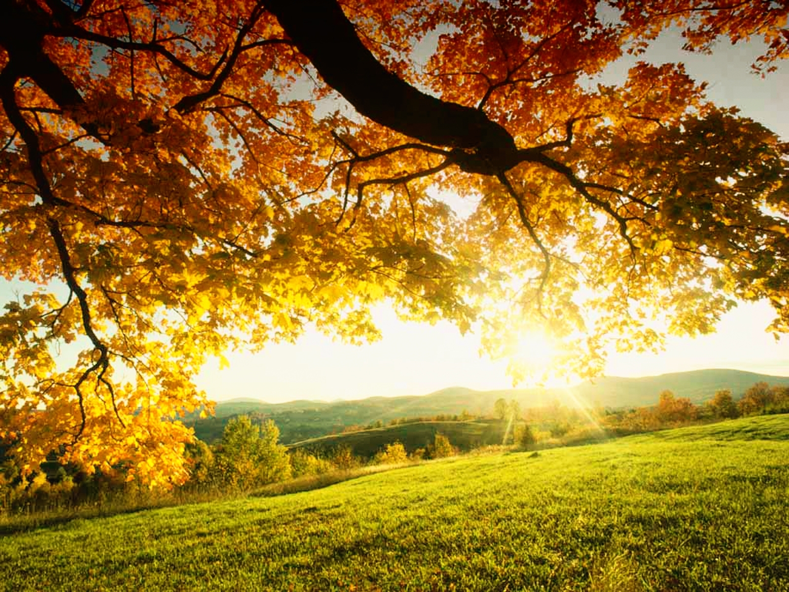 Download mobile wallpaper Sun, Landscape, Trees, Autumn for free.