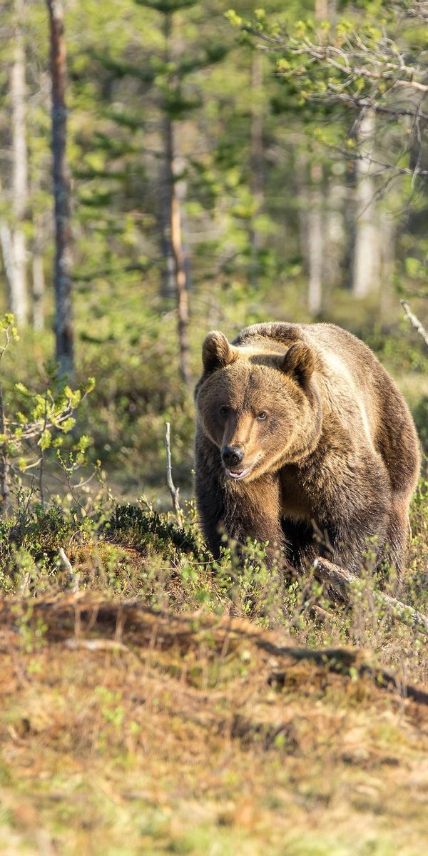 Включи bear. Медведь. Медведь в лесу. Бурый медведь в лесу. Медведь в лесу в тайге летом.