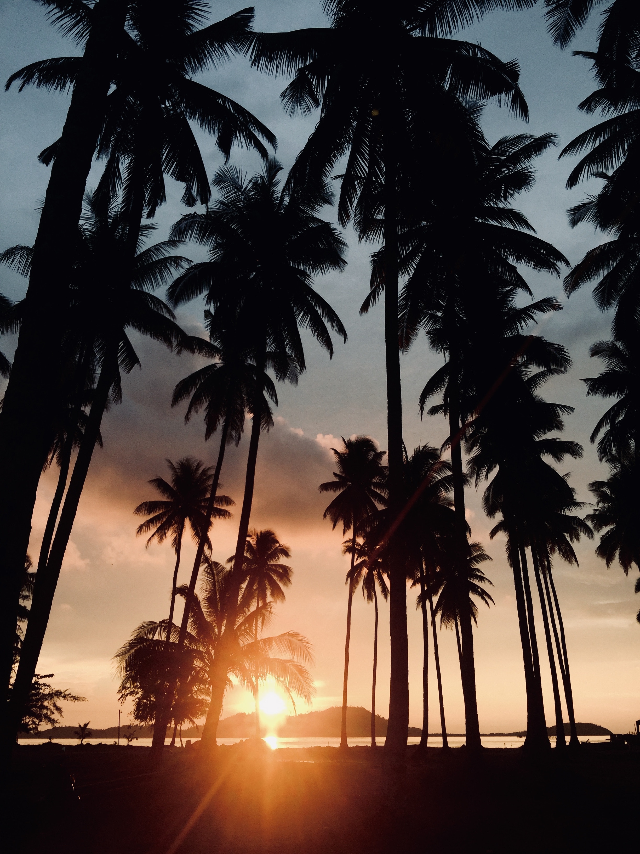 Download background nature, trees, sunset, palms, tropics, sunlight