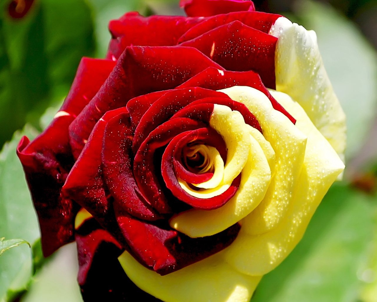 Téléchargez des papiers peints mobile Plantes, Roses, Fleurs gratuitement.