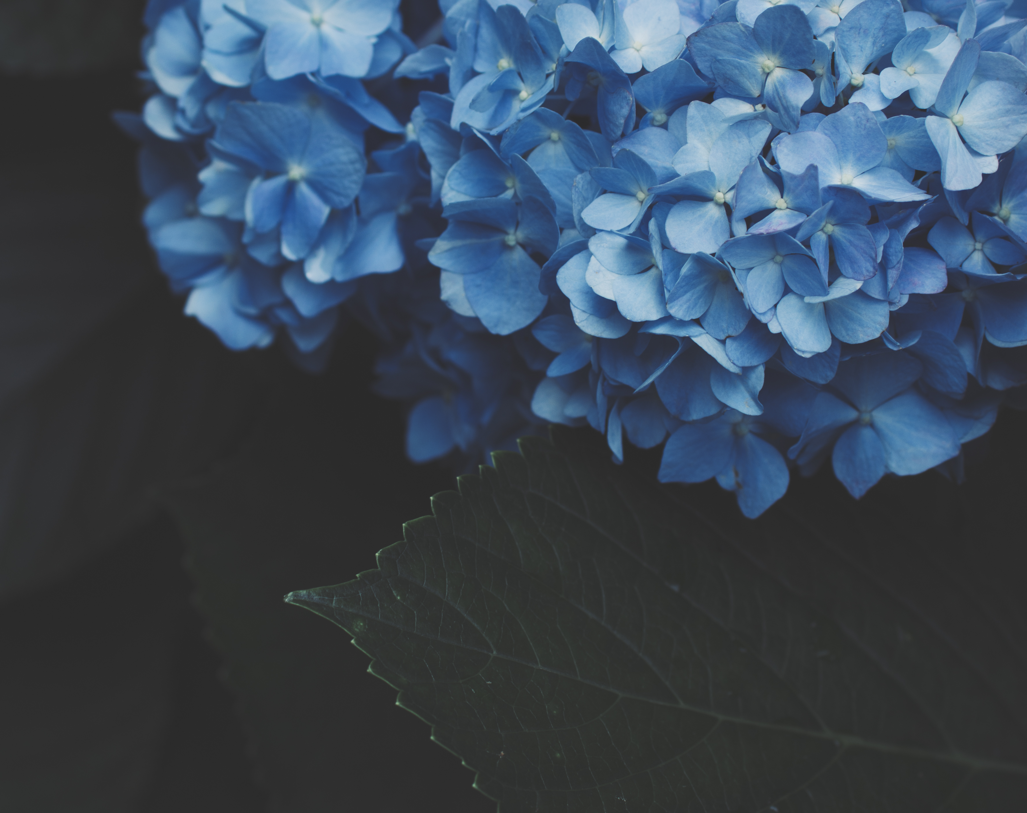 149159 Hintergrundbild herunterladen blumen, blau, blühen, blühenden, hortensie, blütenstände, blütenstand - Bildschirmschoner und Bilder kostenlos