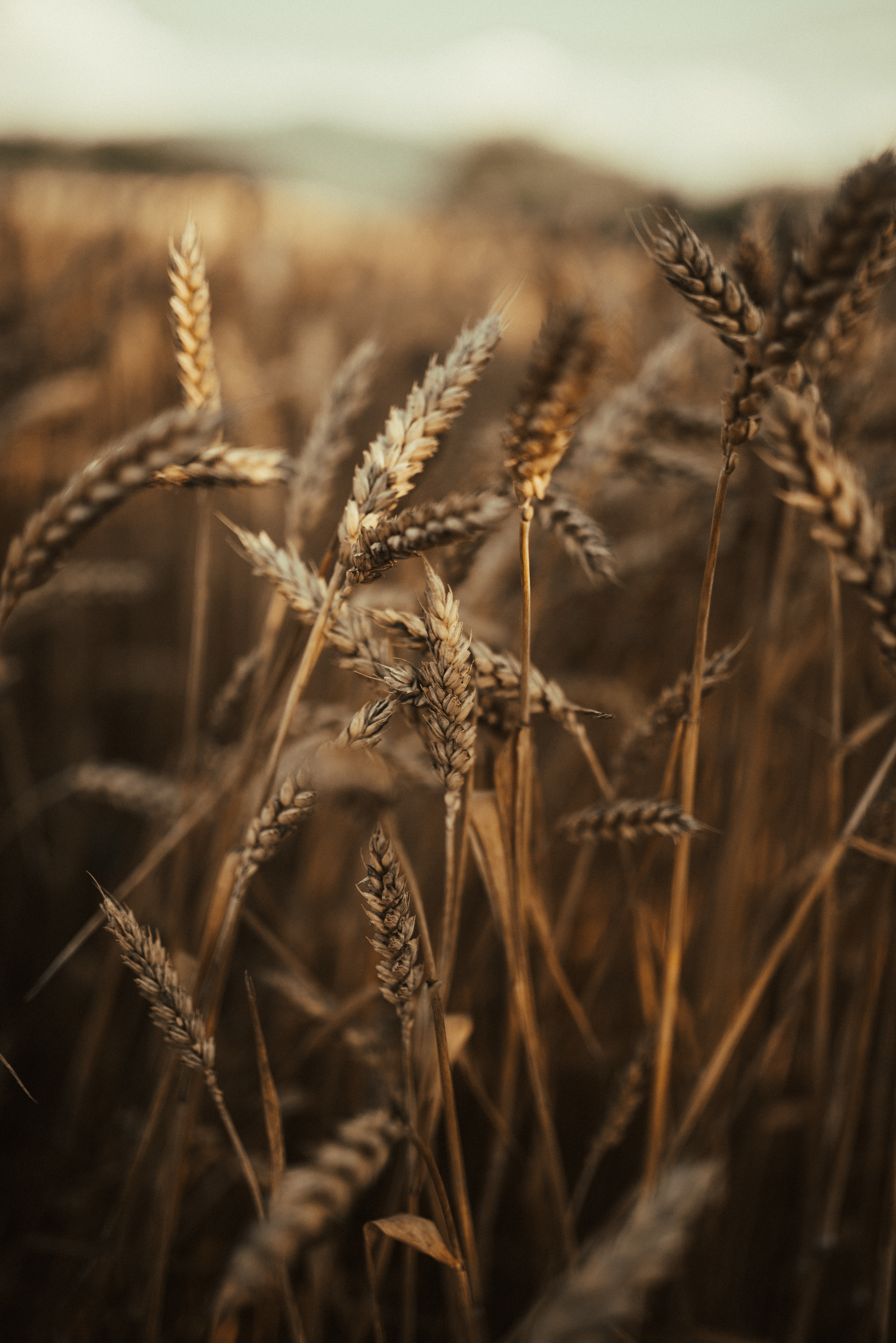 Download mobile wallpaper Wheat, Field, Ears, Spikes, Grass, Dry, Nature for free.