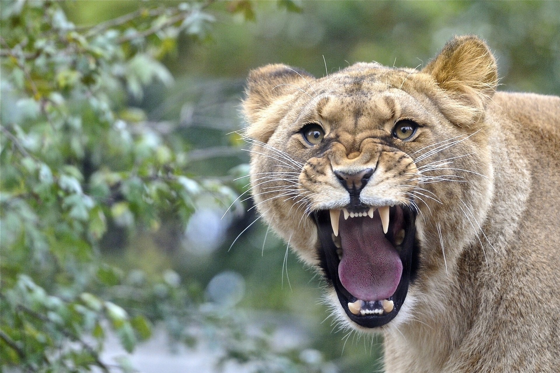 89072 baixar papel de parede leão, animais, agressão, sorriso, focinho, um leão, raiva - protetores de tela e imagens gratuitamente