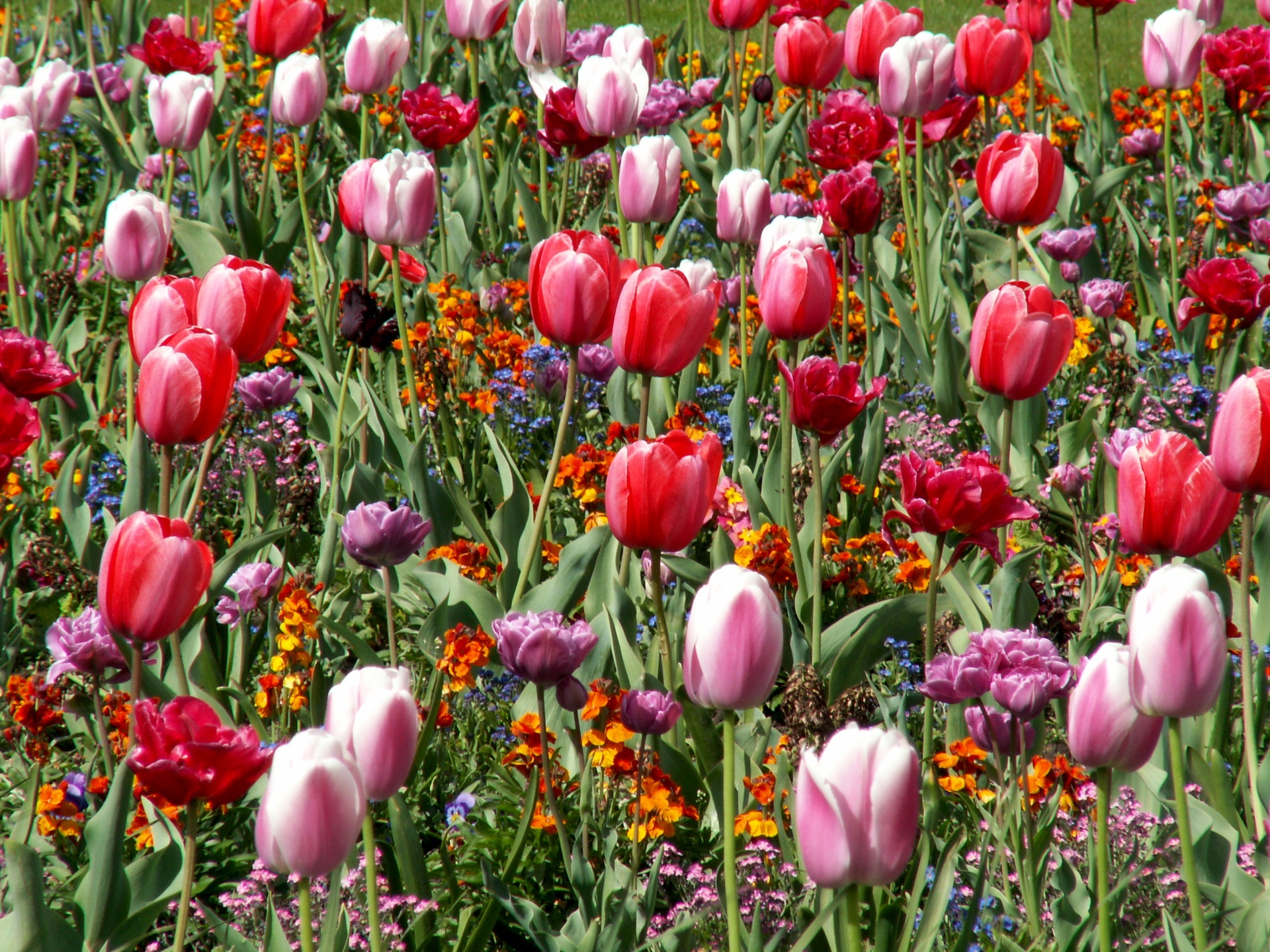 spring, tulips, flowers, flower bed, flowerbed, mood
