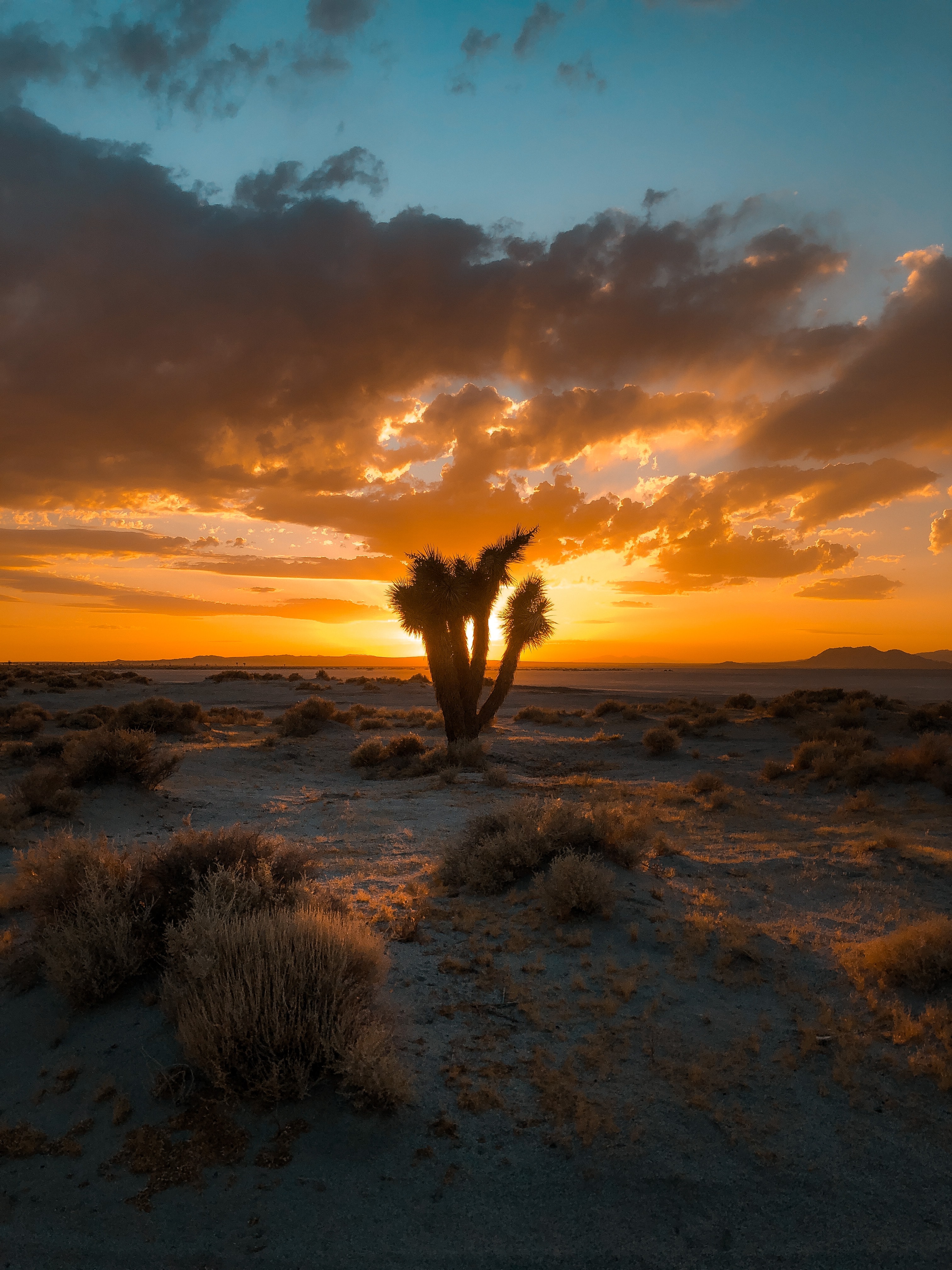 Download mobile wallpaper Desert, Bush, Sand, Sunset, Cactus, Nature for free.