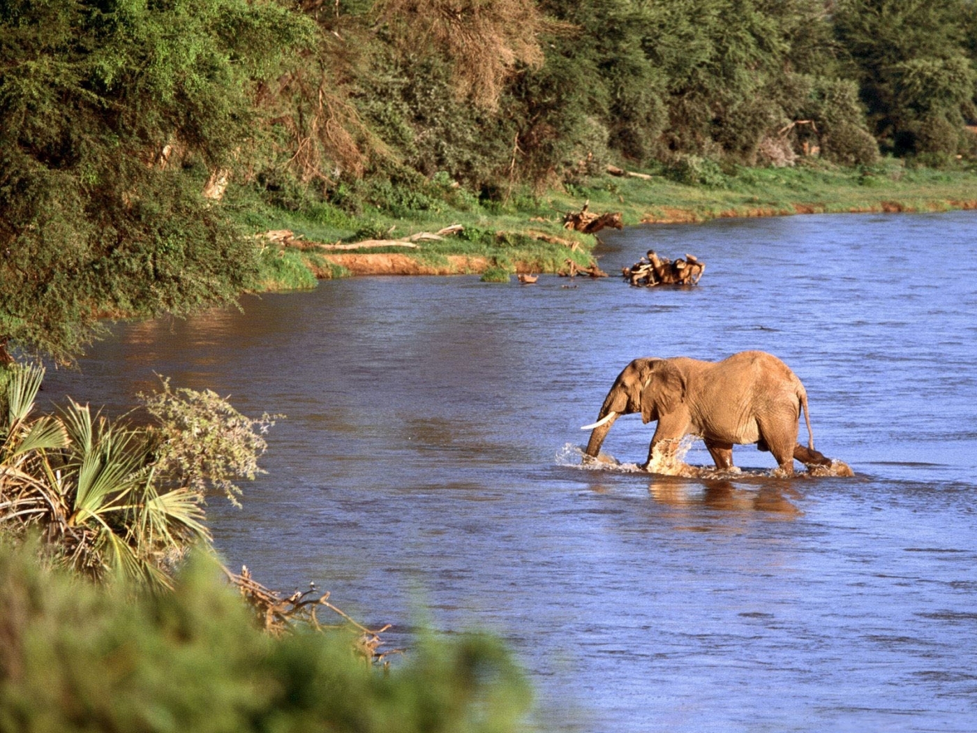 Laden Sie das Natur, Tiere, Landschaft, Elephants-Bild kostenlos auf Ihren PC-Desktop herunter
