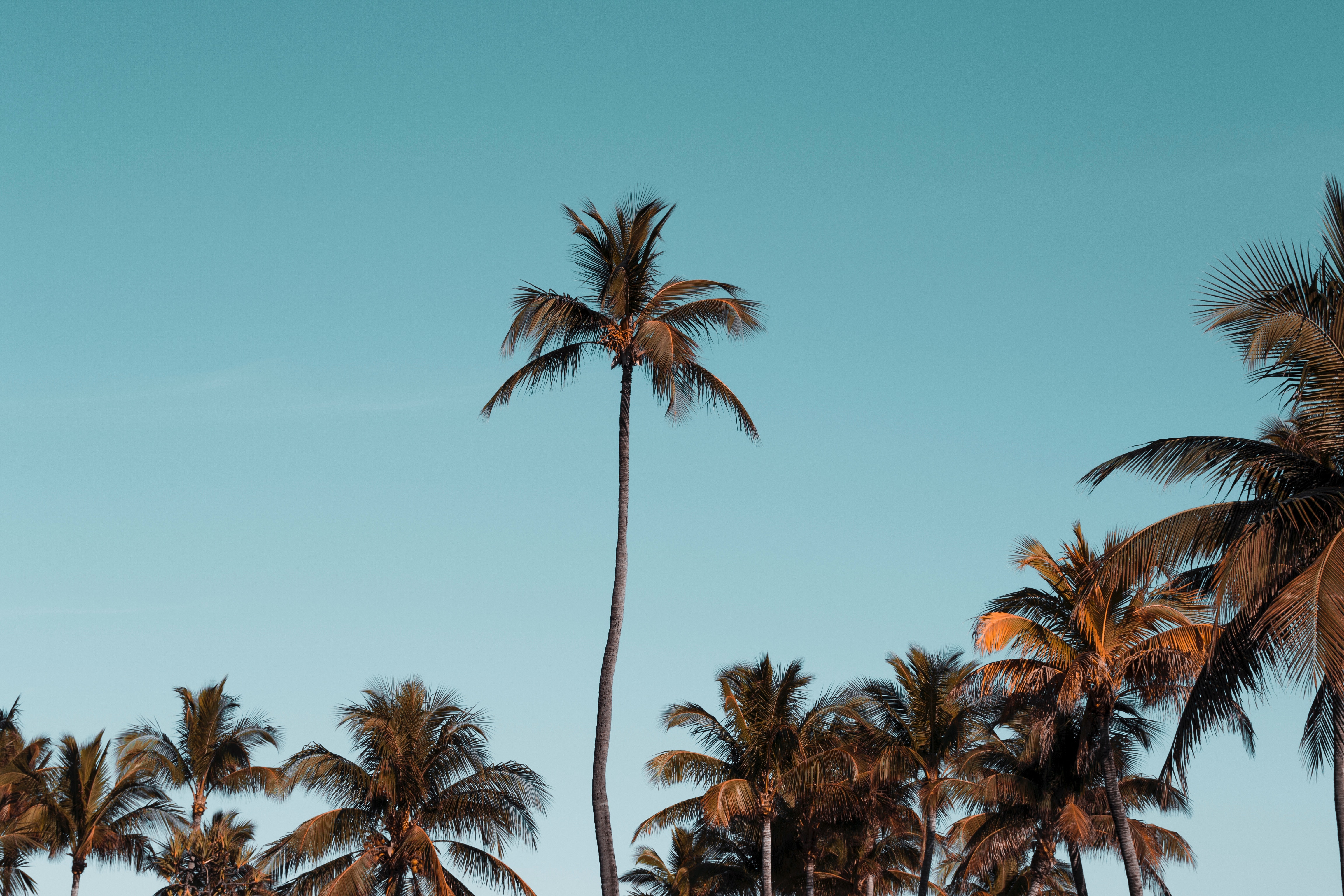 Laden Sie das Palms, Tropisch, Kronen, Sky, Tropischen, Natur, Bäume, Krone-Bild kostenlos auf Ihren PC-Desktop herunter