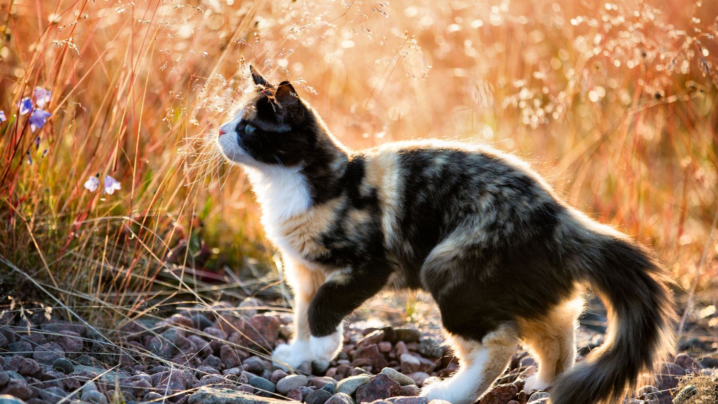 Красивая кошка на природе