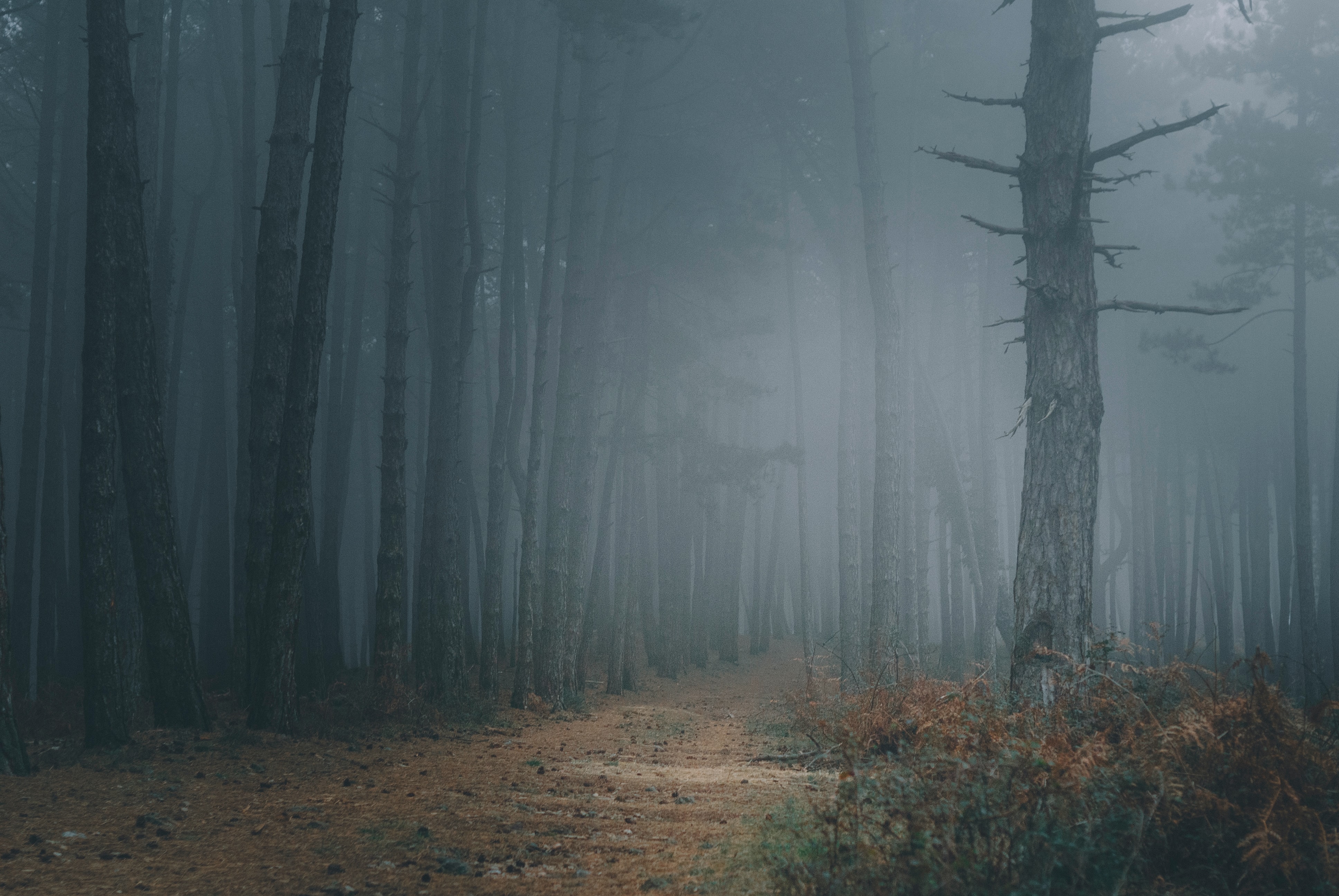 Téléchargez gratuitement l'image Chemin, Arbres, Nature, Forêt, Brouillard, Obscurité sur le bureau de votre PC