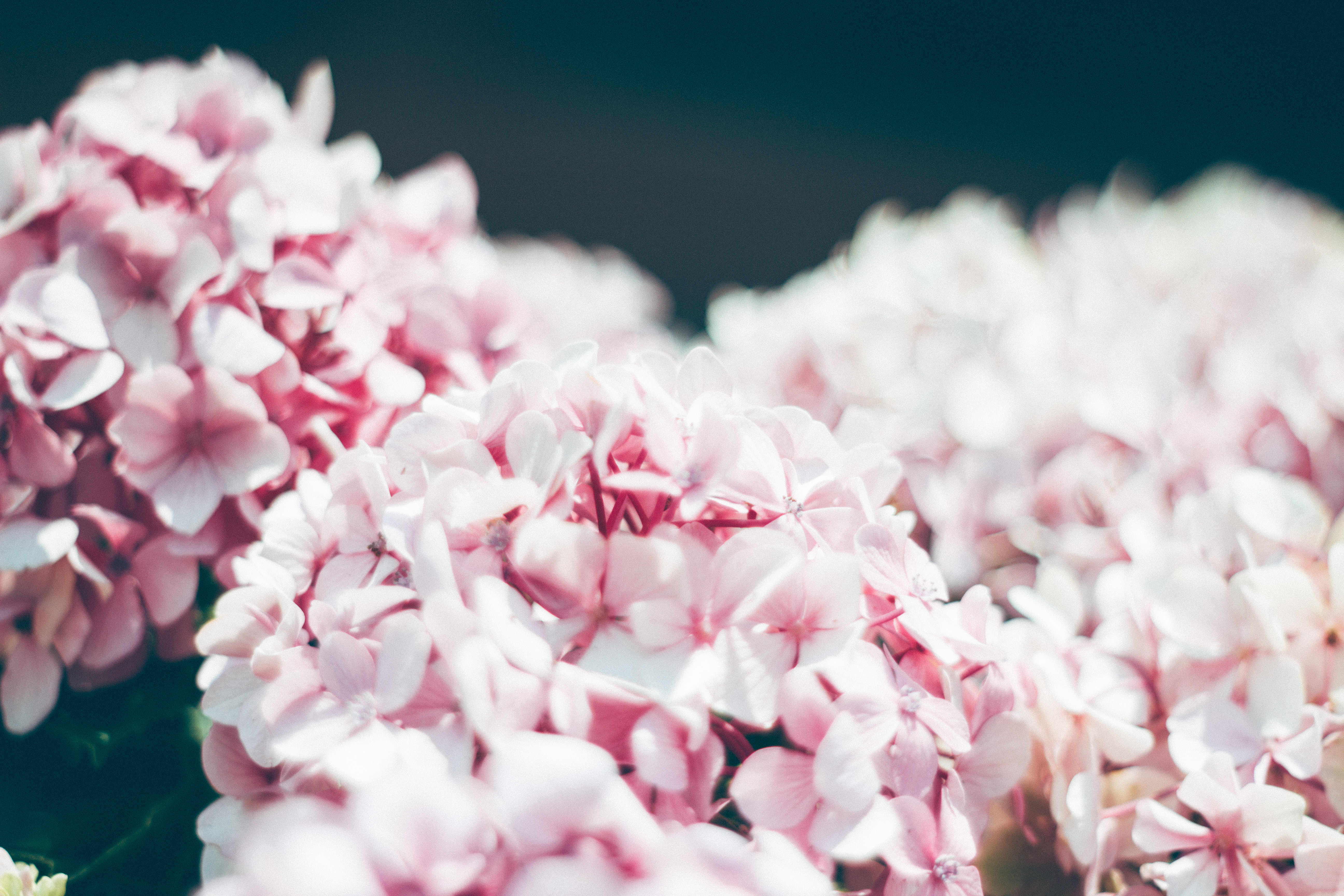 hydrangea, flowers, petals, close up