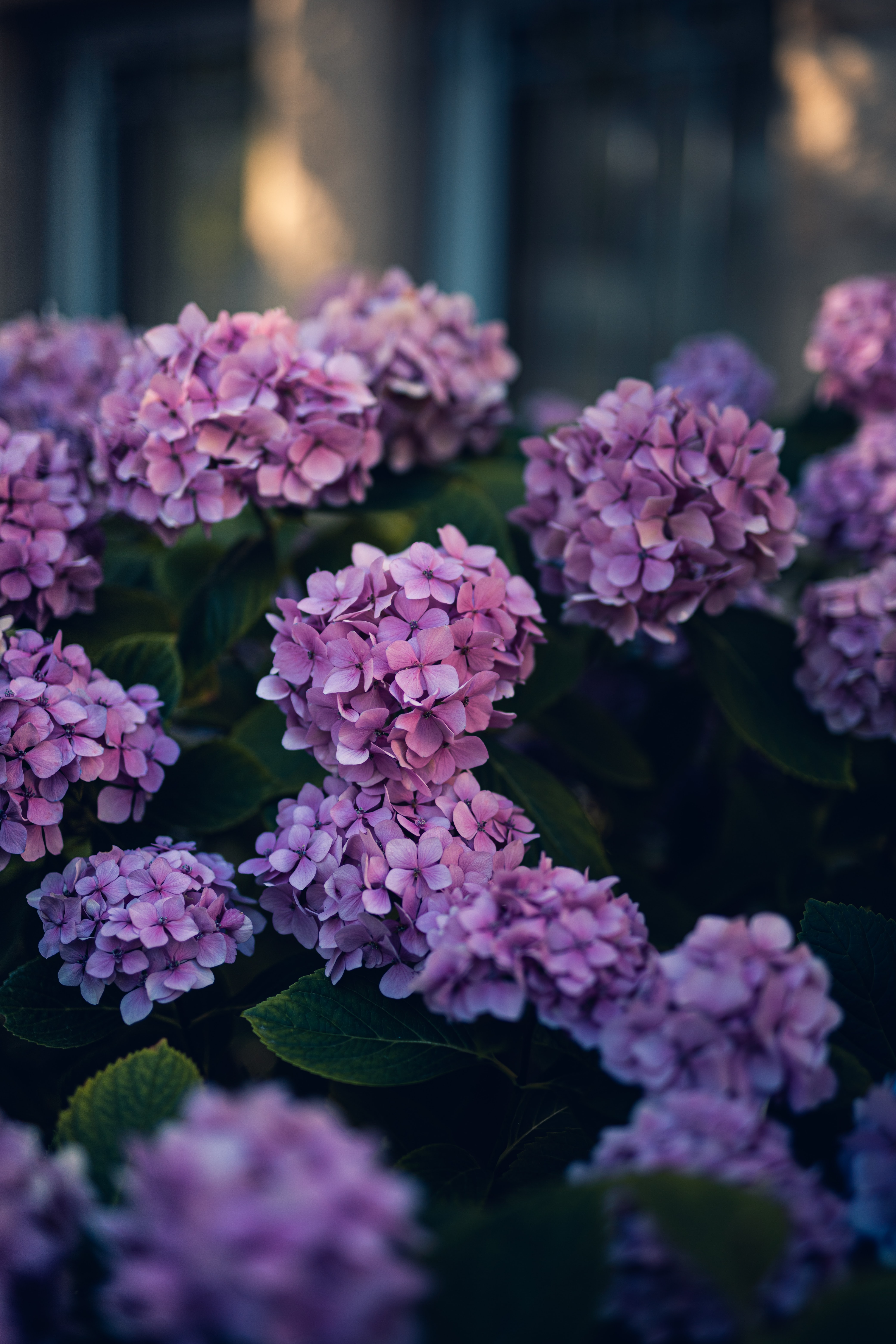 Hydrangea Garden Wallpaper • Gorgeous Florals • Milton & King AU