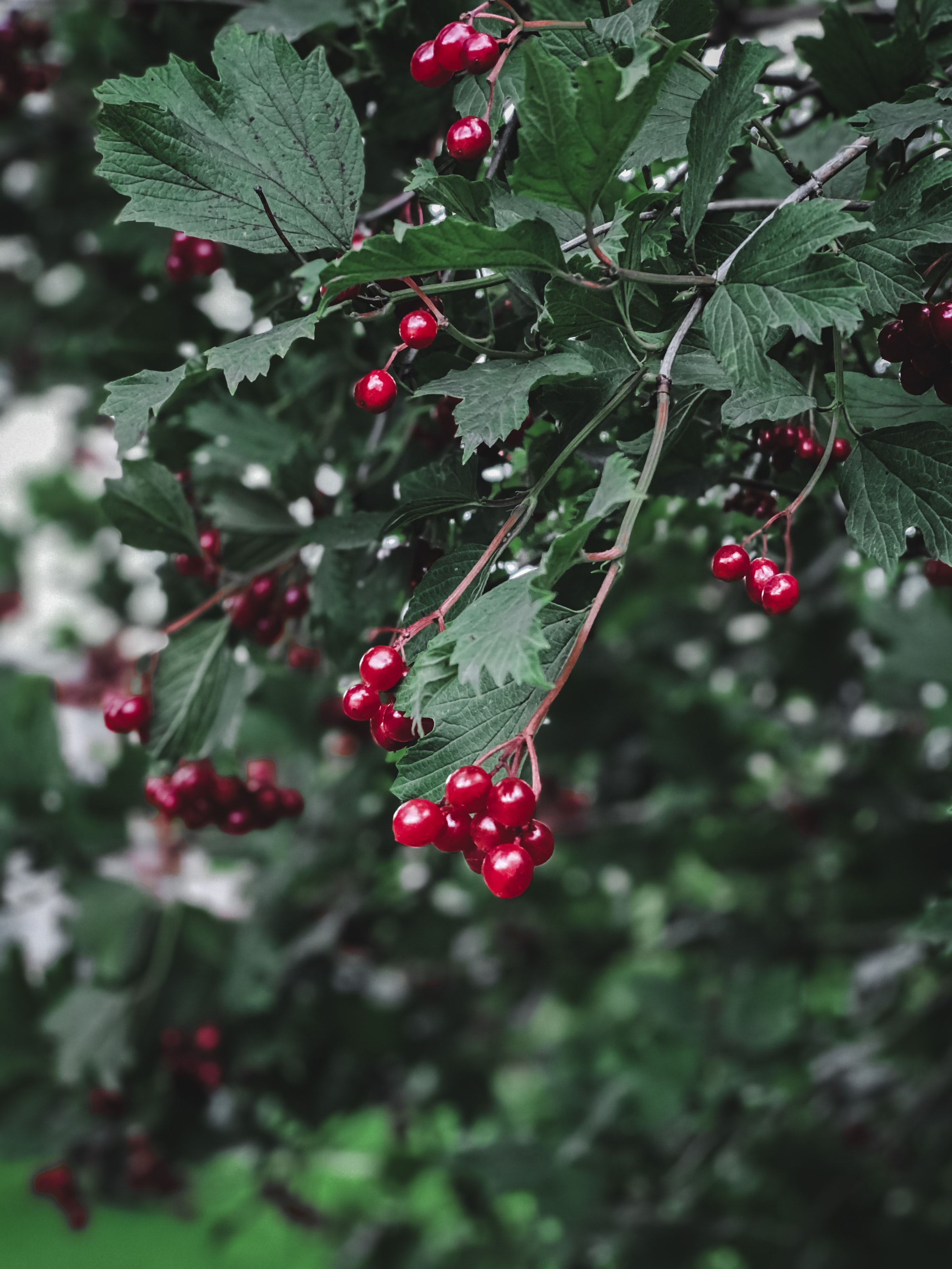 food, leaves, branch, berry, viburnum phone wallpaper