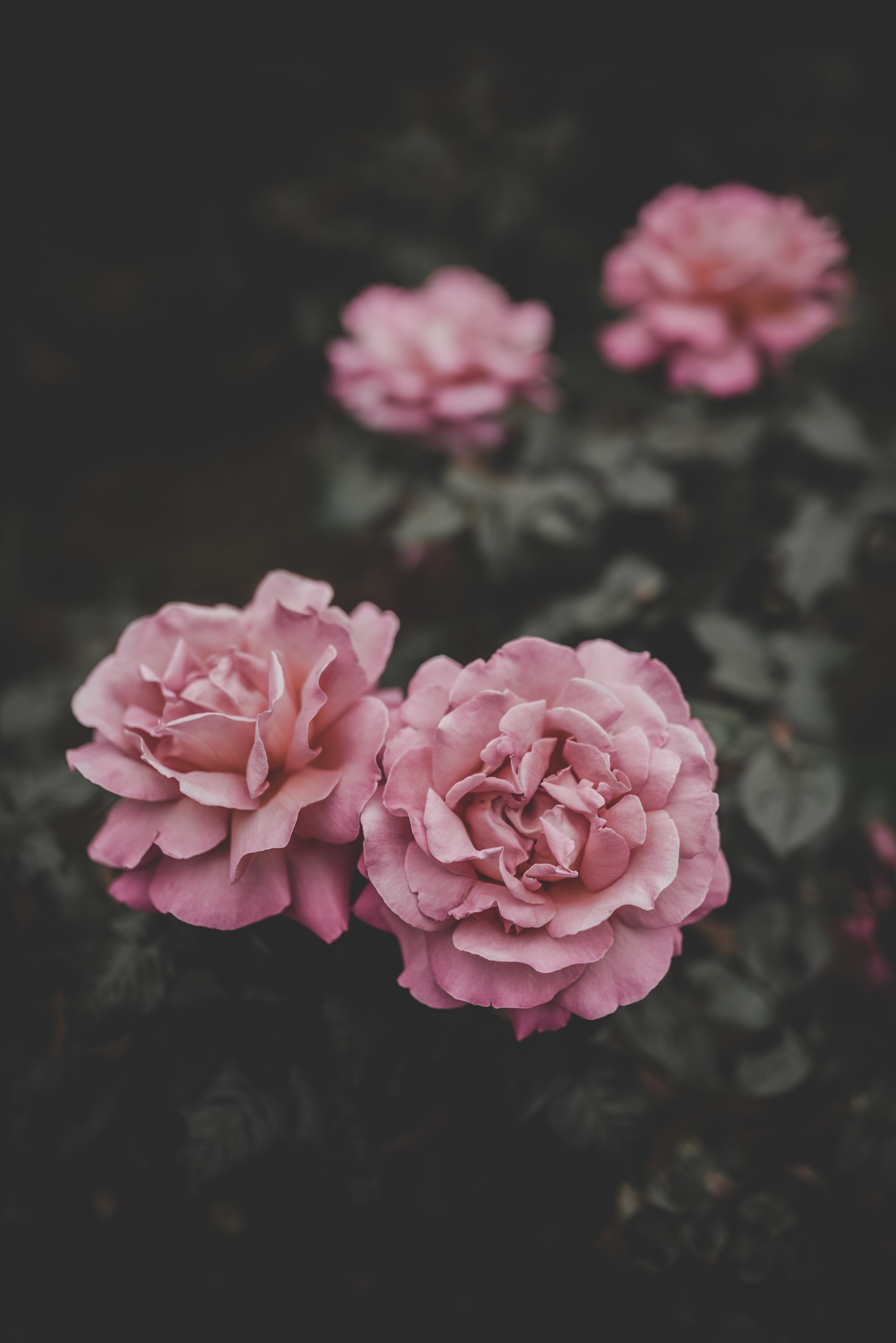Download mobile wallpaper Smooth, Buds, Blur, Flowers, Pink, Roses for free.