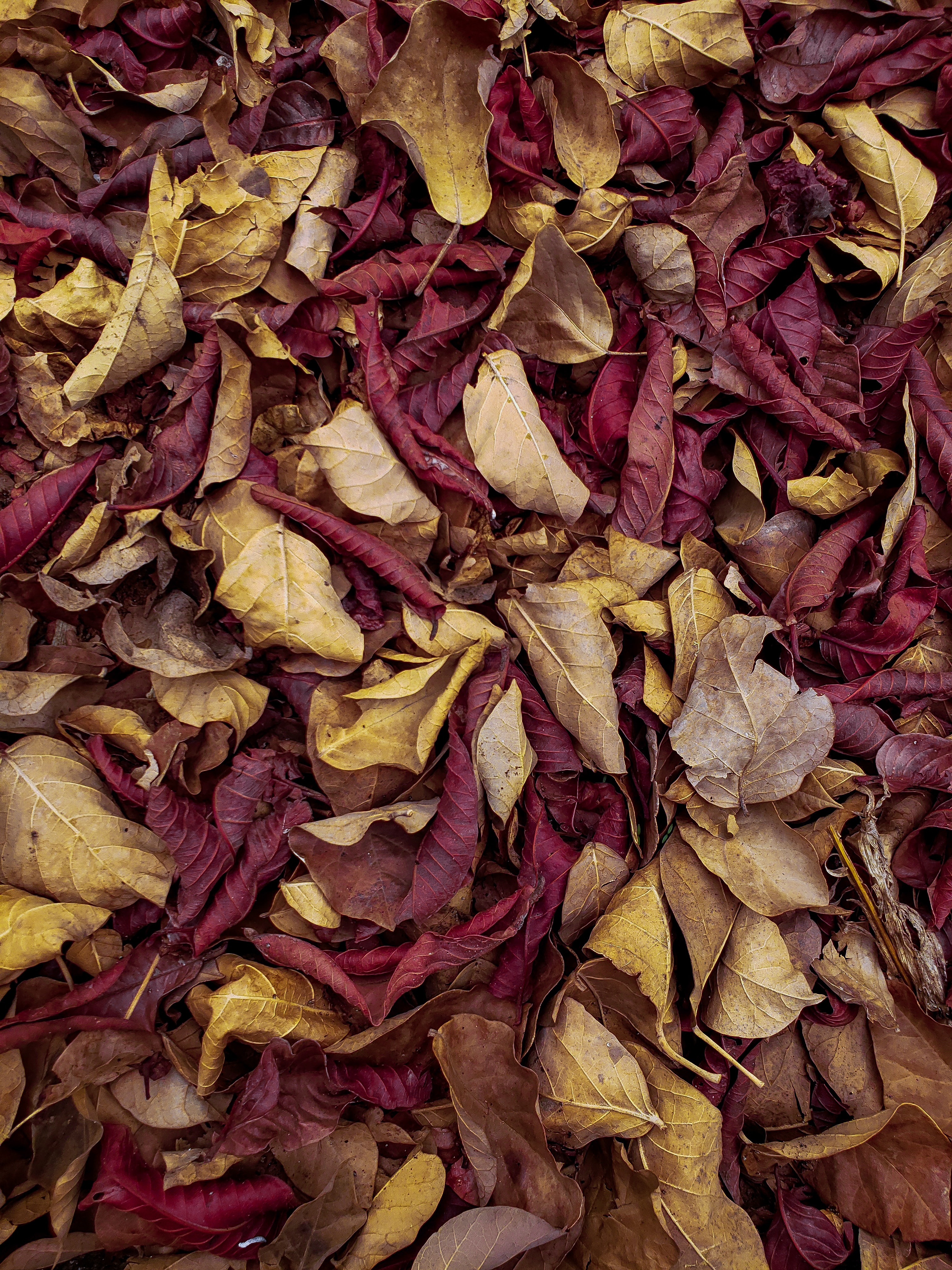 leaves, autumn, nature, macro, dry, veins