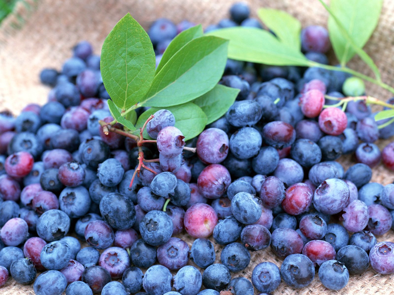 food, bilberries, berries, lot, ripe for android