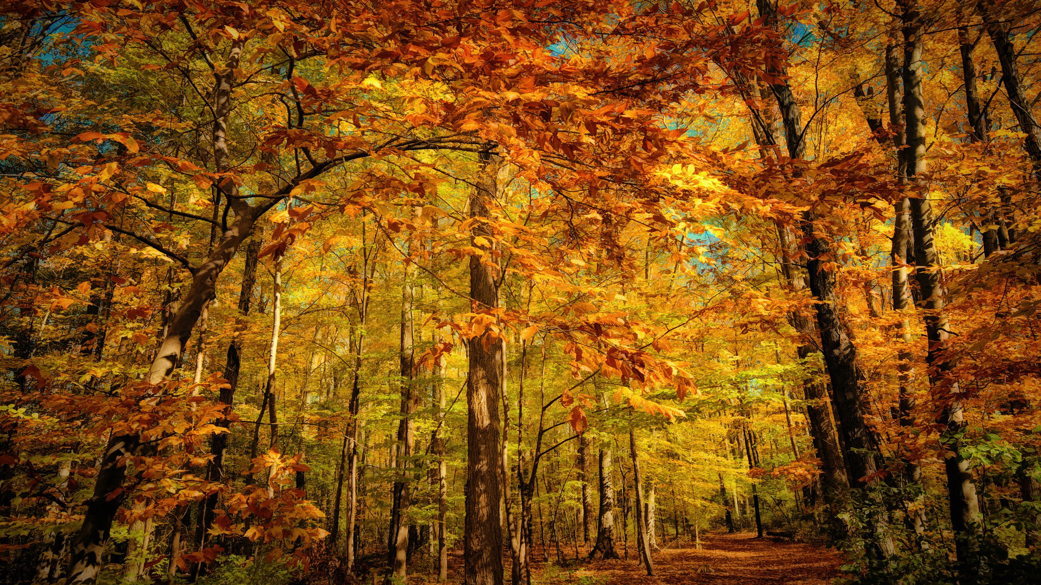 Лиственный Лес Осенью