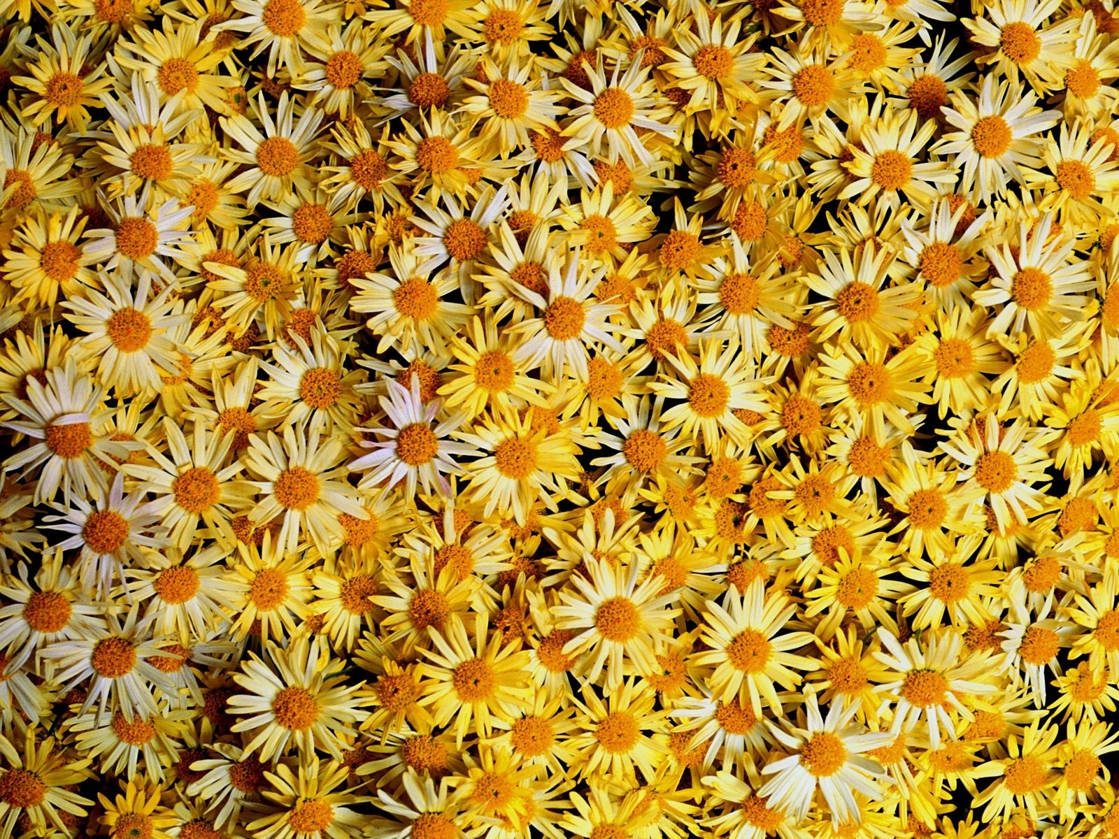 Handy-Wallpaper Pflanzen, Kamille, Blumen, Hintergrund kostenlos herunterladen.