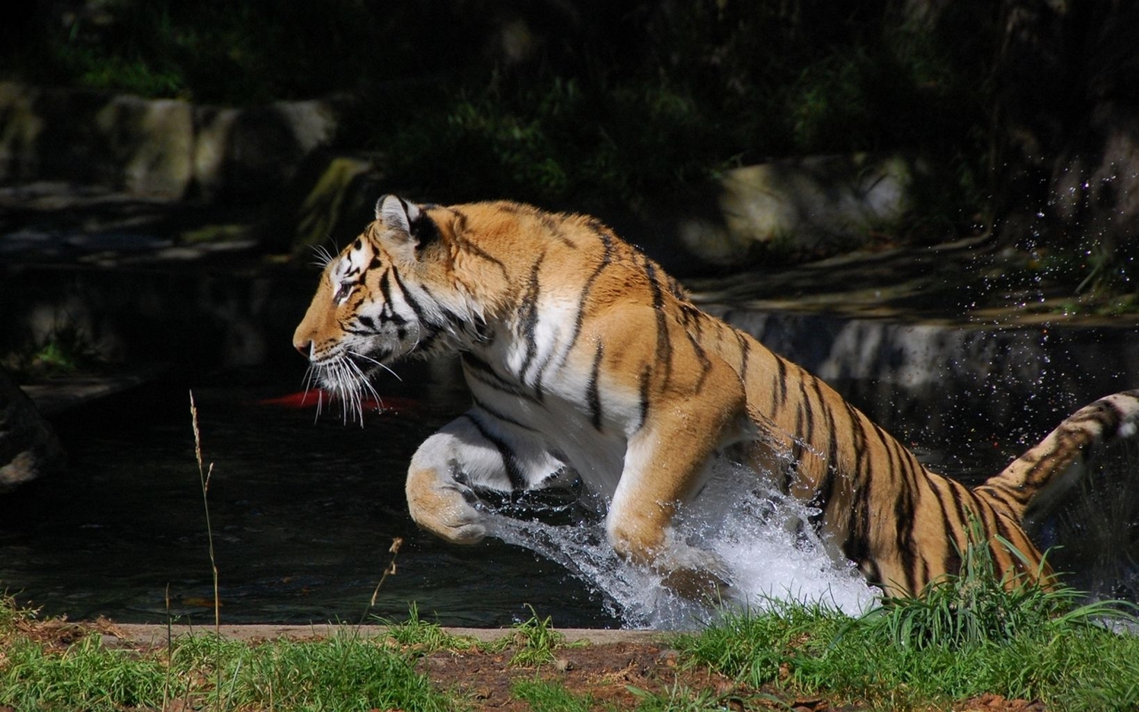 Download mobile wallpaper Water, Bounce, Jump, Animals, Tiger, Splash for free.