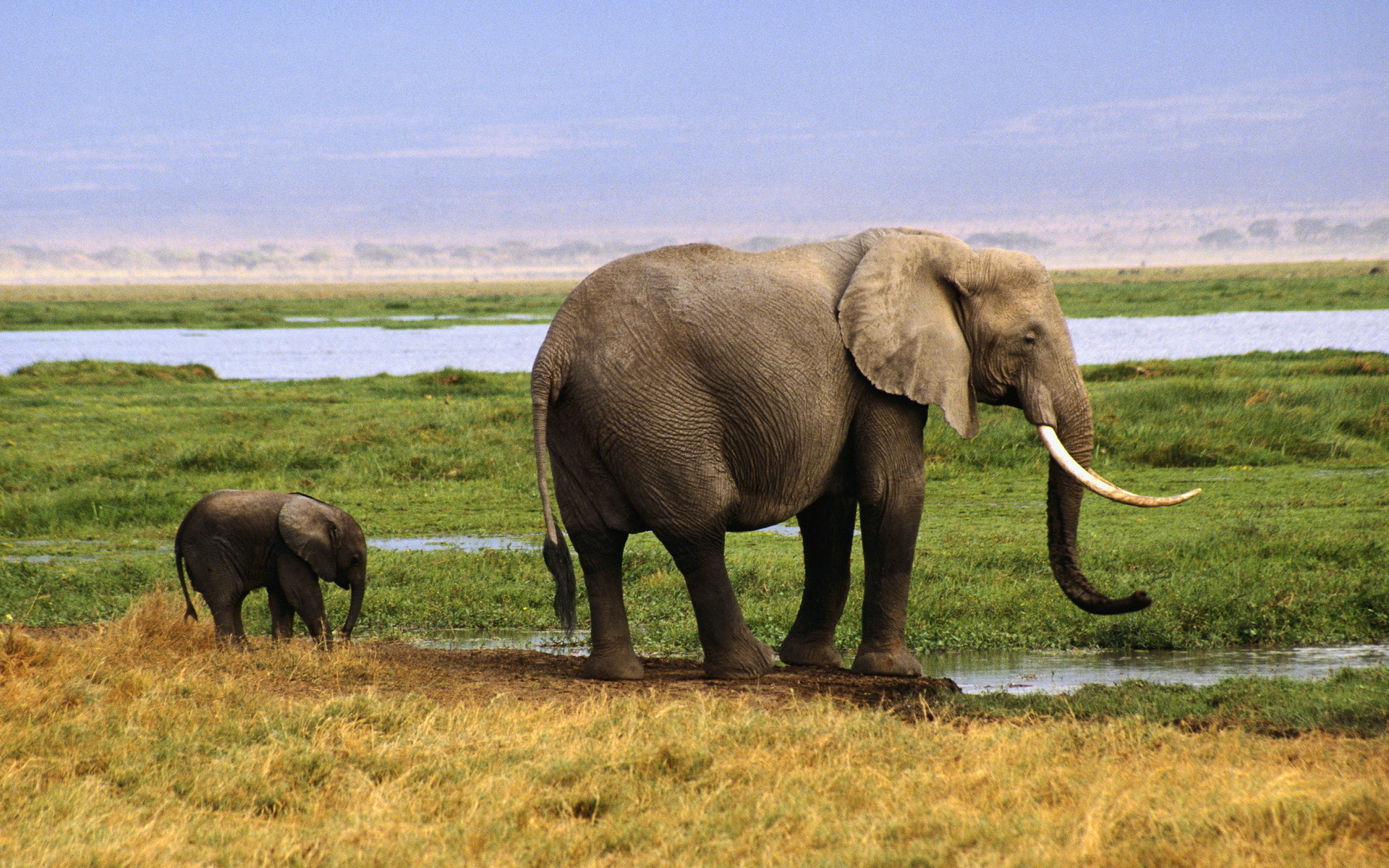 304736 скачать картинку животные, африканский слон, слоны - обои и заставки бесплатно