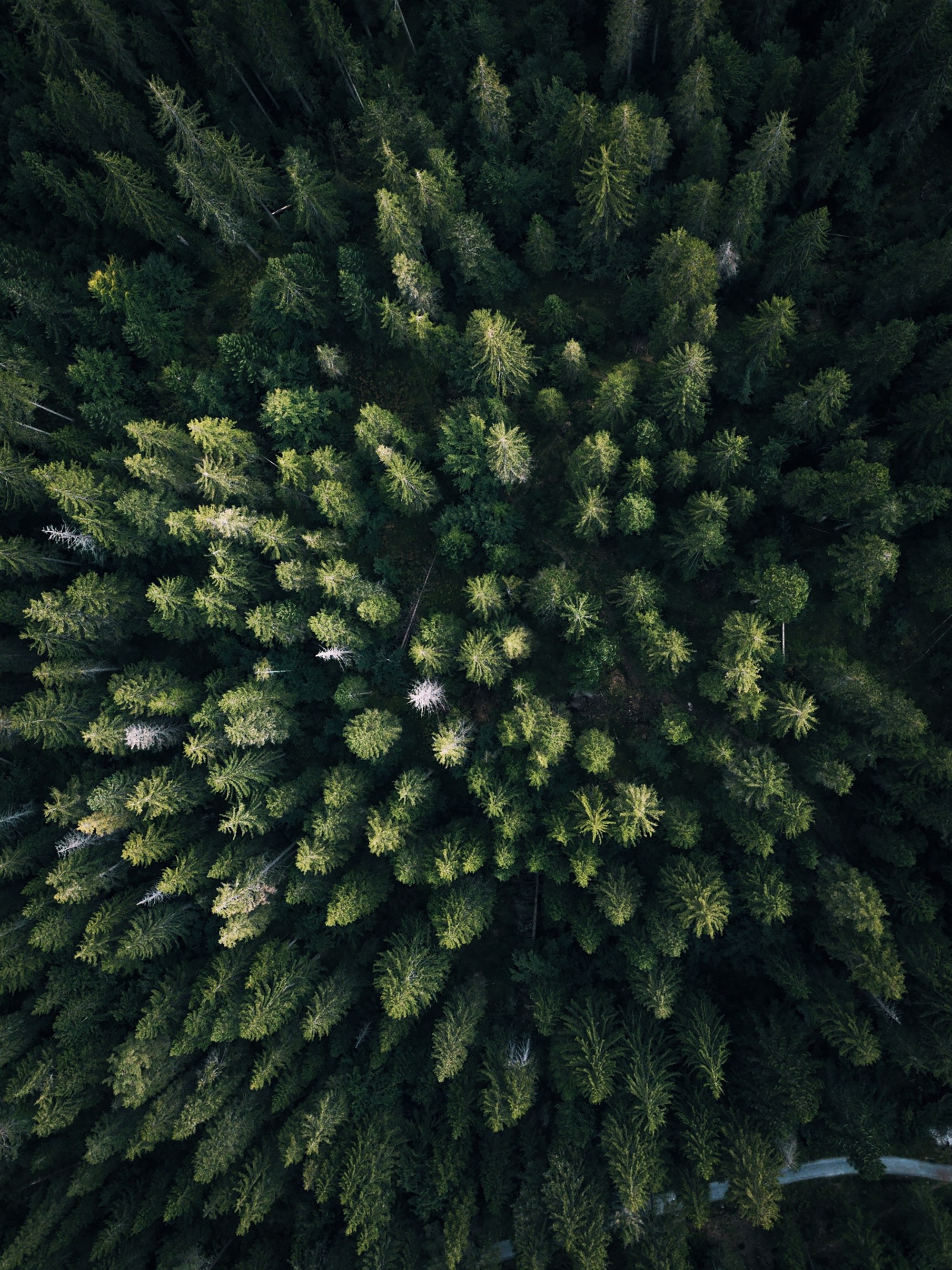 Download mobile wallpaper View From Above, Overview, Review, Trees, Forest, Nature for free.