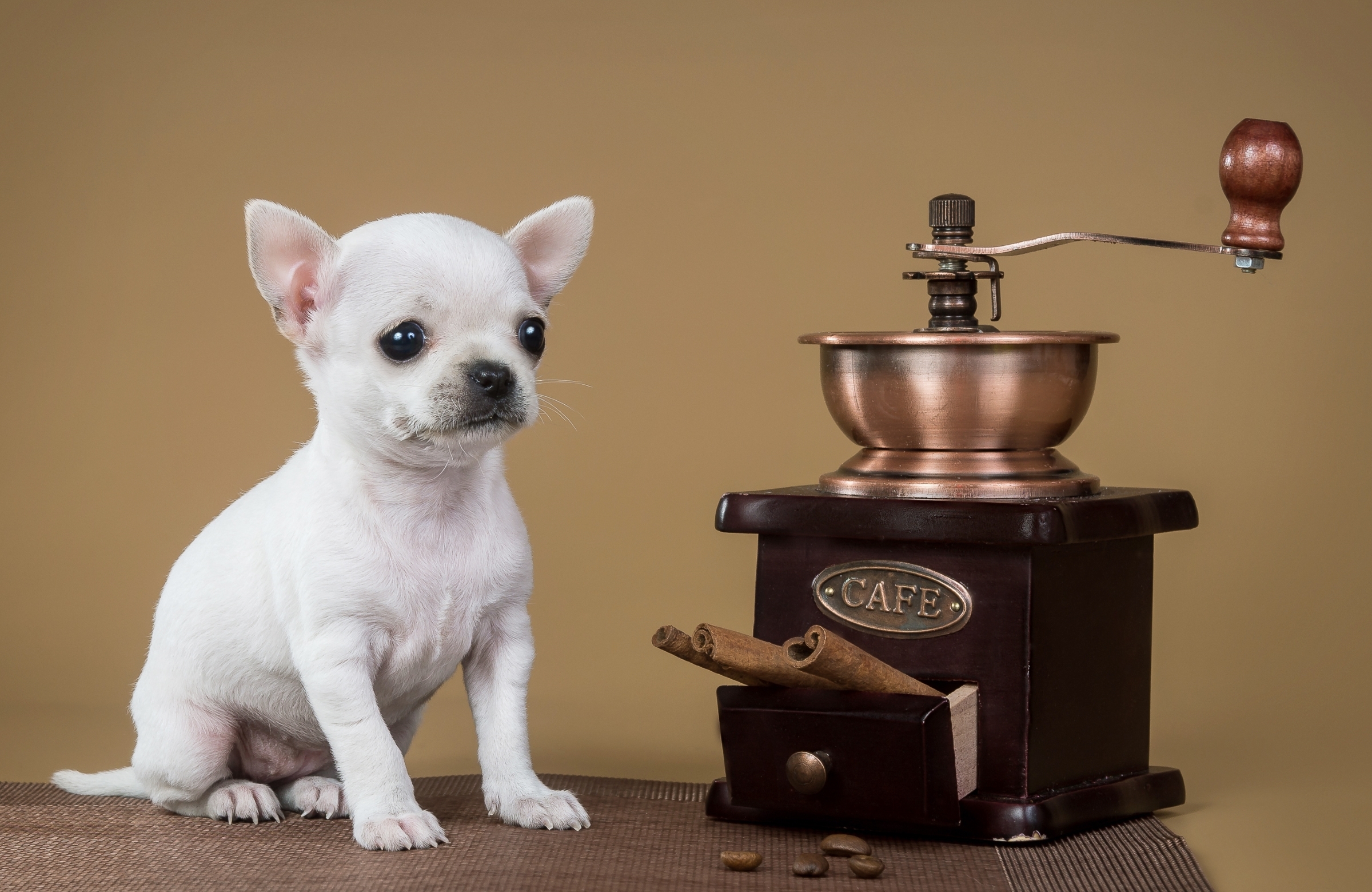 animal, puppy, chihuahua, dog, grinder, dogs