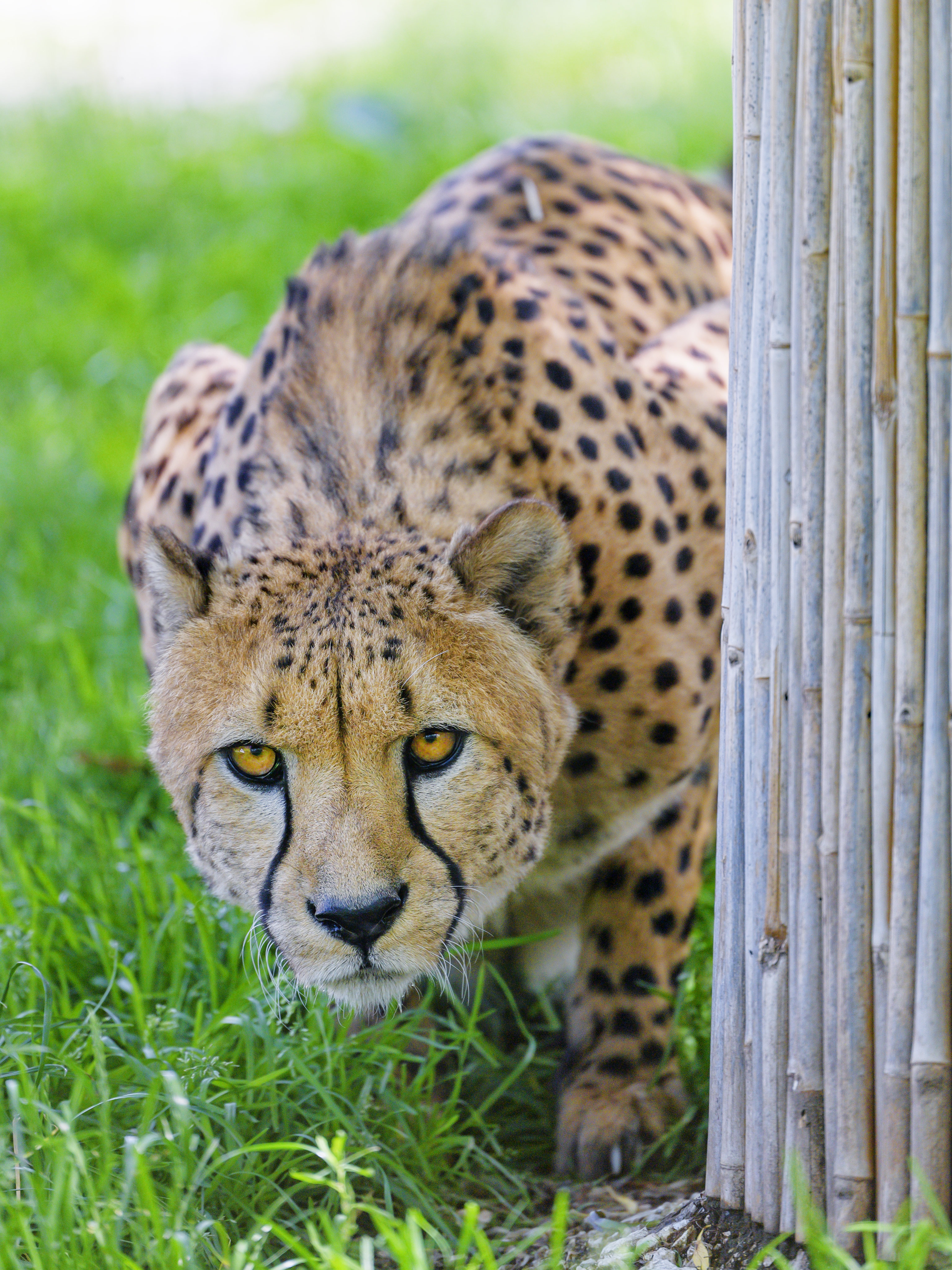 Download mobile wallpaper Predator, Sight, Opinion, Animals, Big Cat, Cheetah for free.