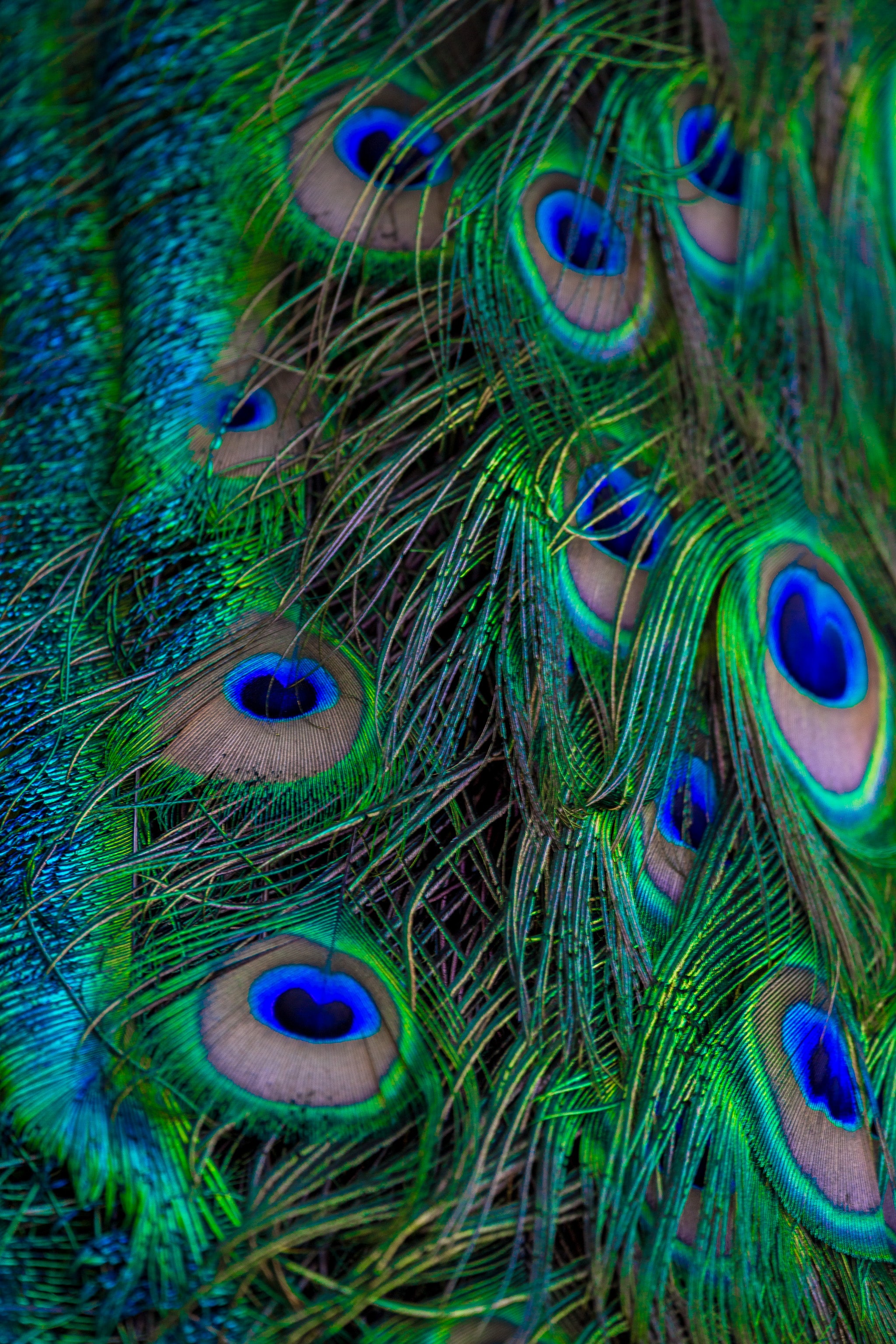 Download mobile wallpaper Pattern, Feather, Peacock, Macro, Beautiful for free.