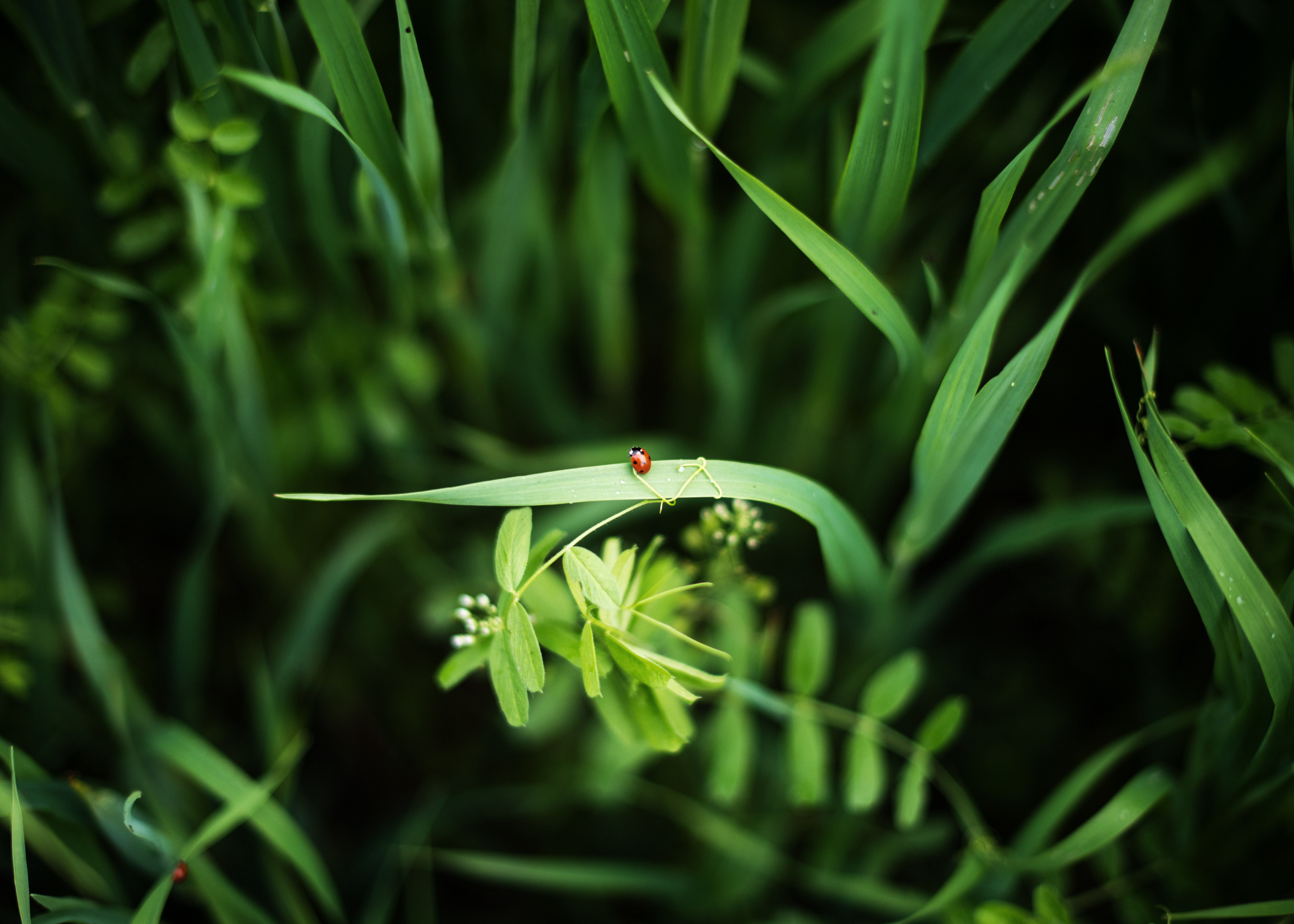 Download mobile wallpaper Ladybird, Grass, Ladybug, Macro, Plants for free.