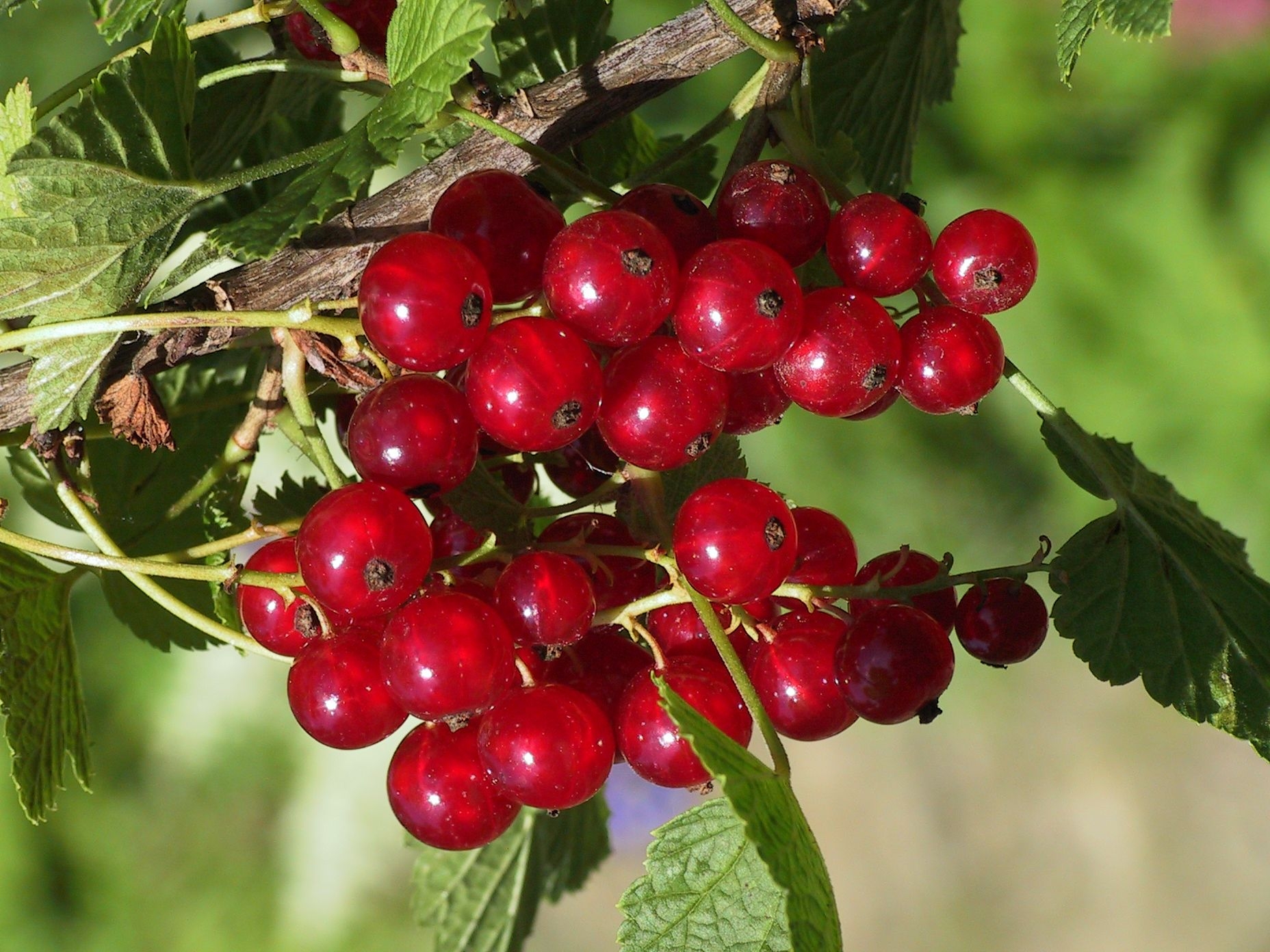 food, currant, branch, sweet Full HD