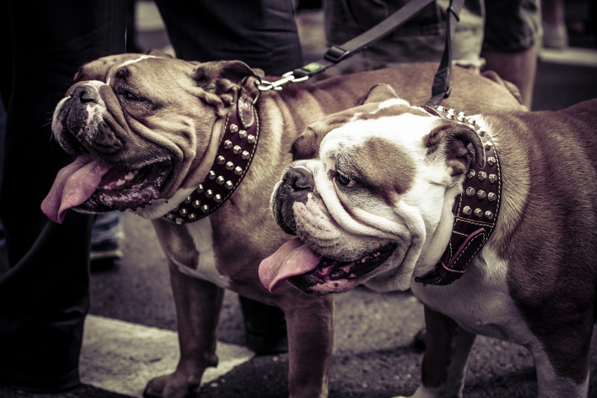 dogs, animals, couple, pair, leash, collar, bulldogs