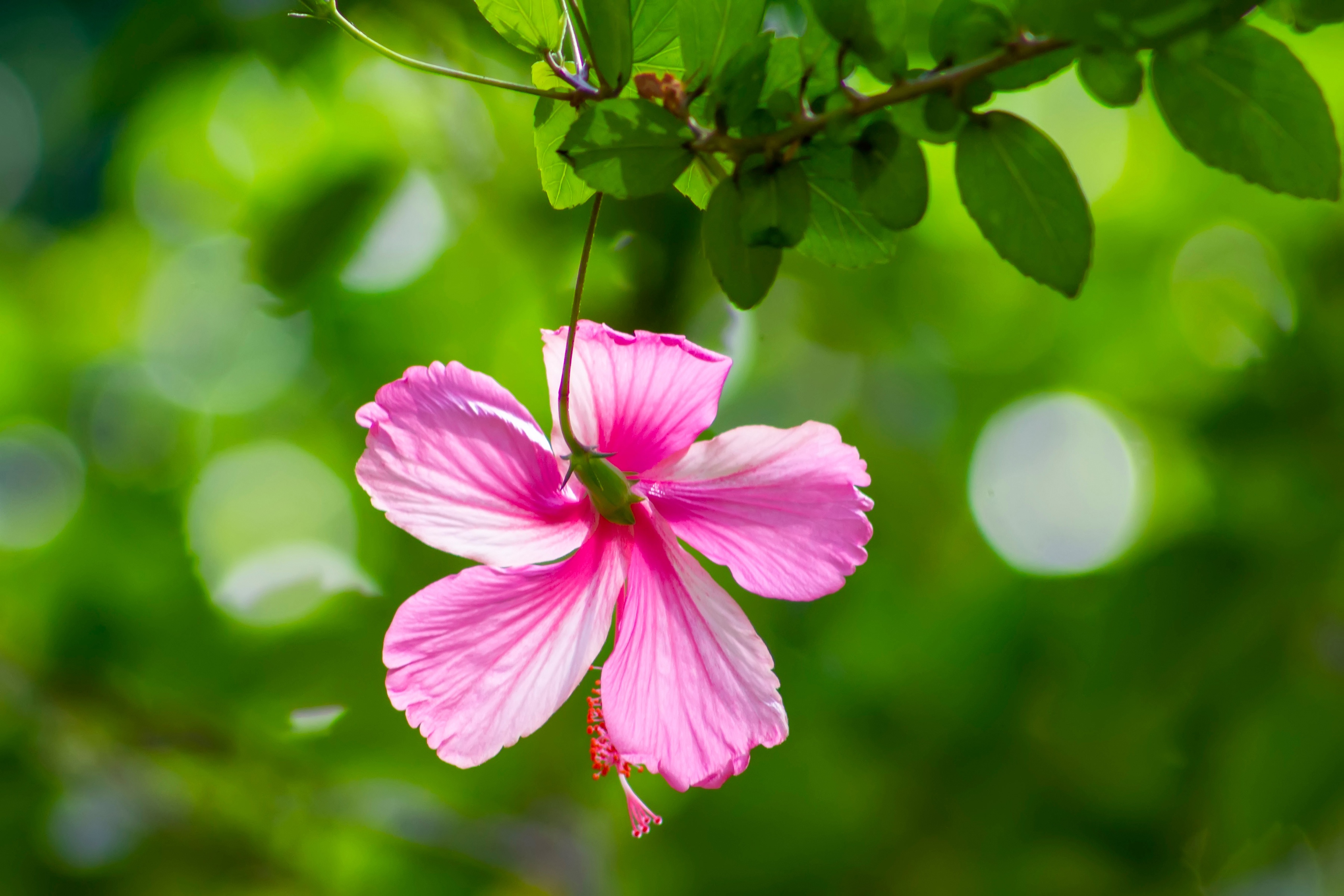 Download mobile wallpaper Earth, Hibiscus for free.
