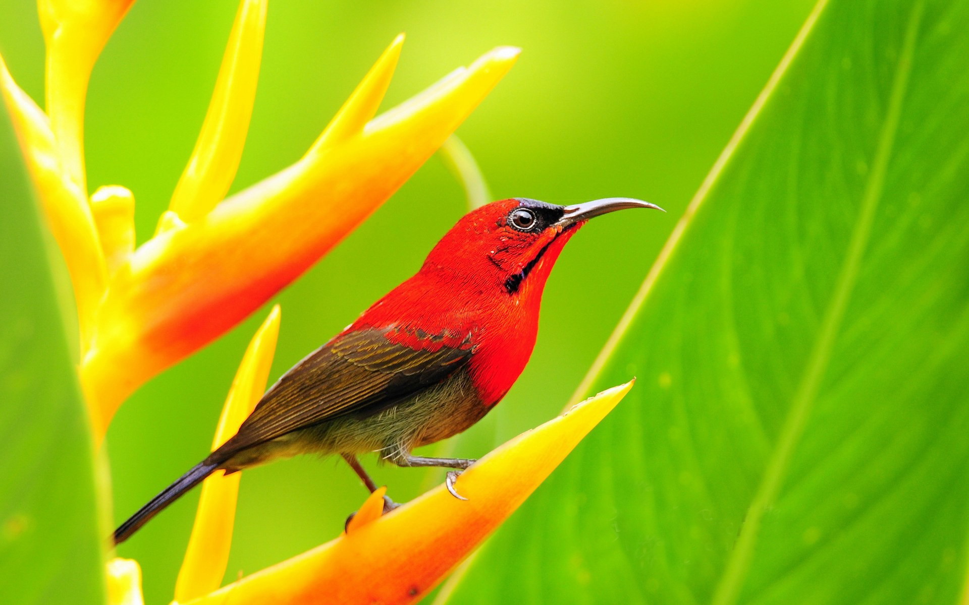 Красная Тропическая птица