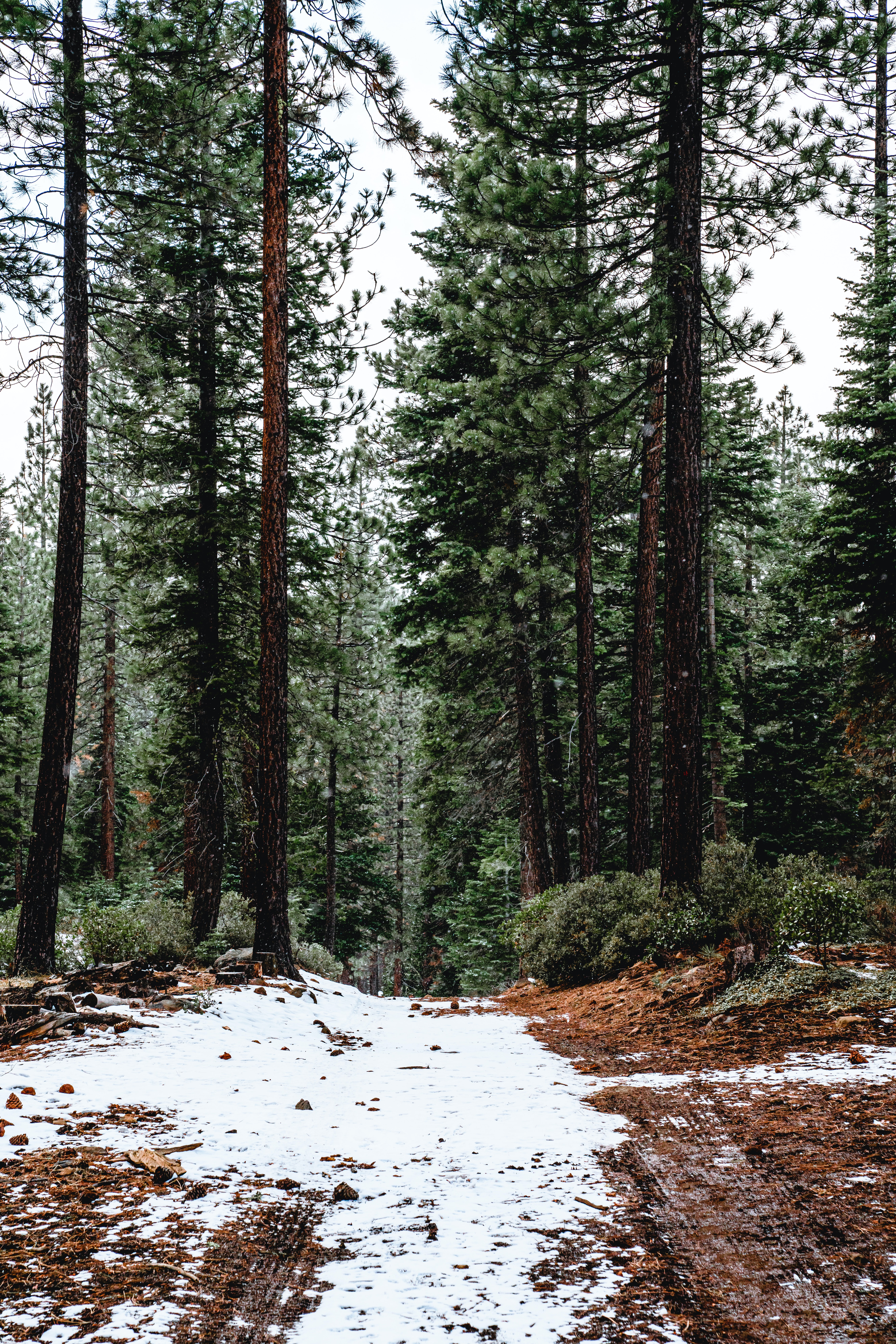 Download mobile wallpaper Snow, Forest, Pine, Trees, Nature for free.