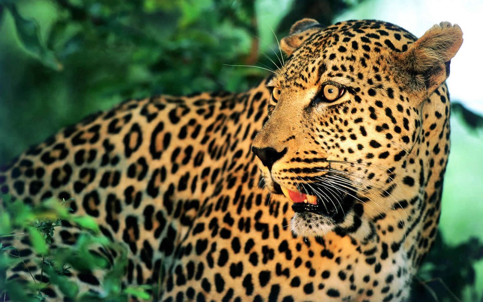 101921 Bild herunterladen tiere, leopard, schnauze, gefleckt, fleckig, schnurrbart, überraschung, erstaunen - Hintergrundbilder und Bildschirmschoner kostenlos