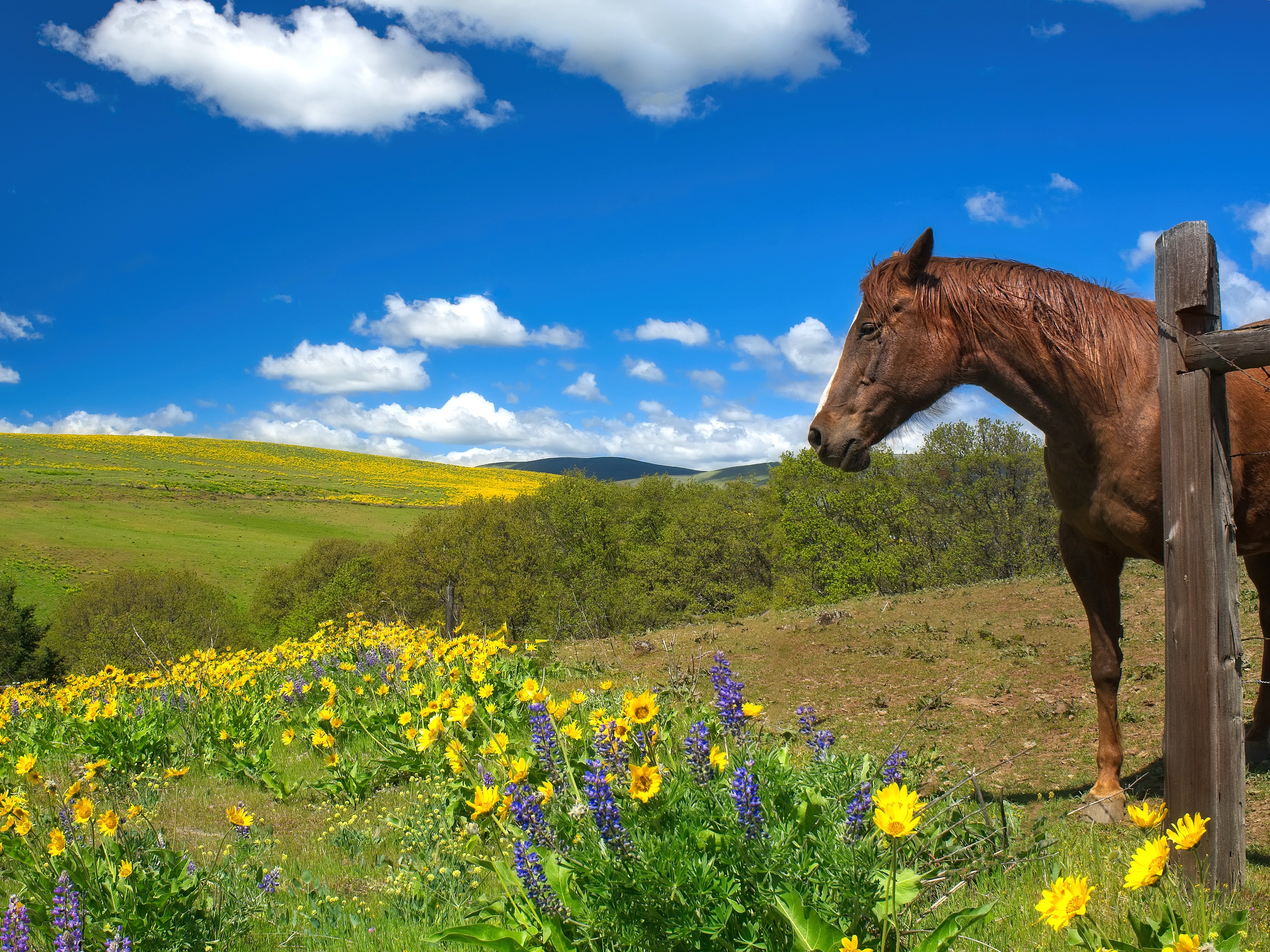 Лошадь фото на природе фото