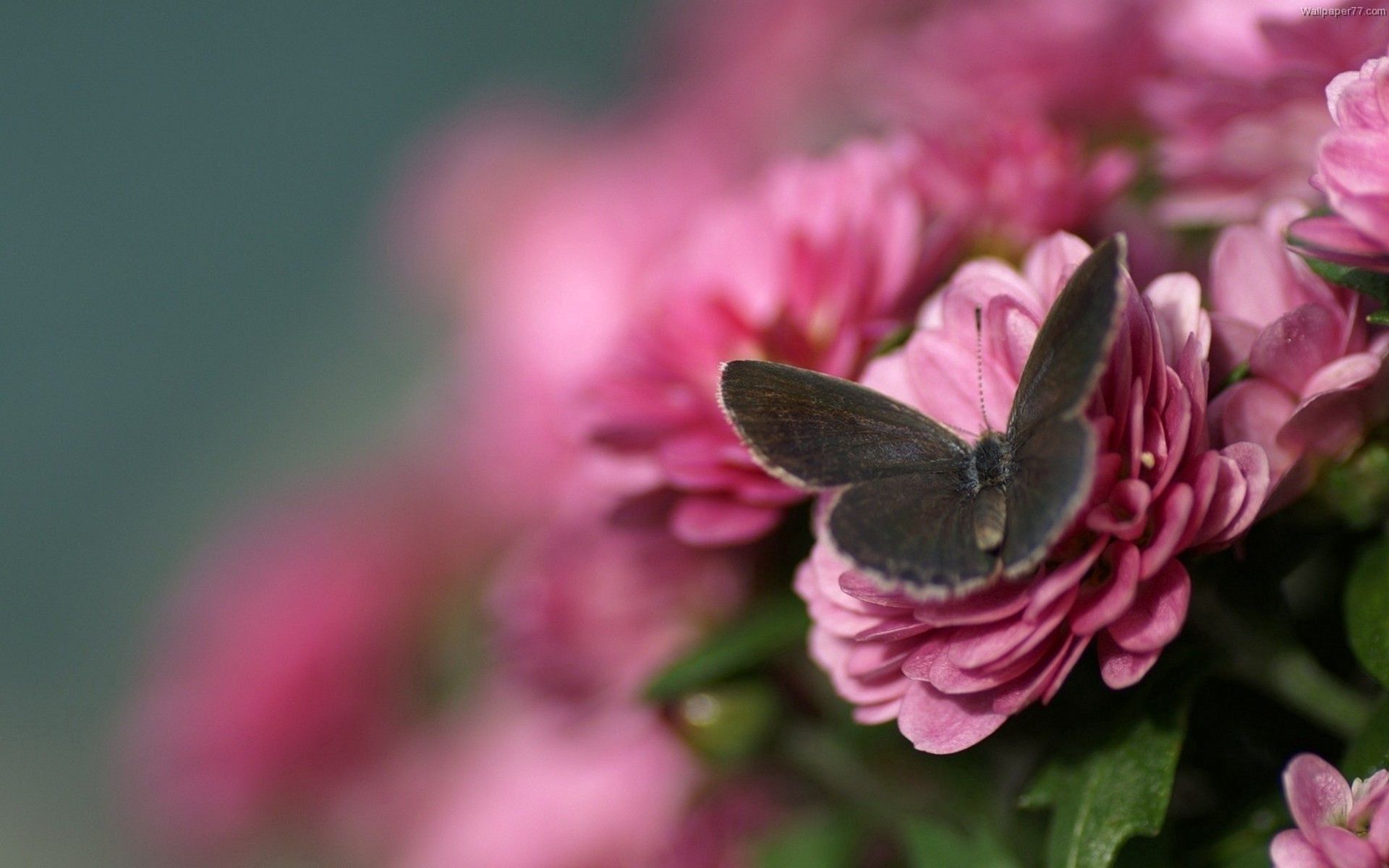 Free download wallpaper Wings, Macro, Petals, Butterfly, Flower on your PC desktop