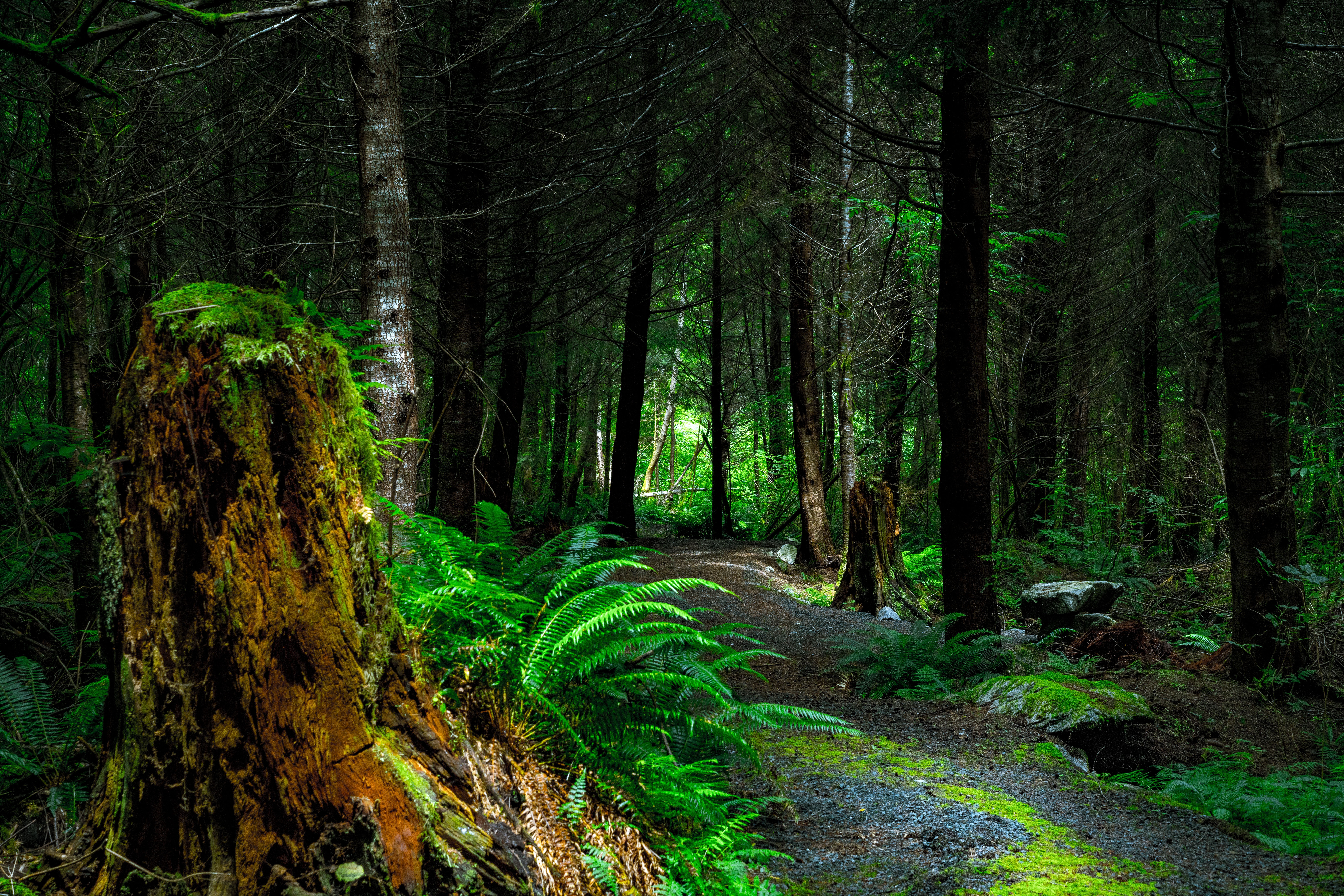 trees, forest, canada, path, nature, vancouver island