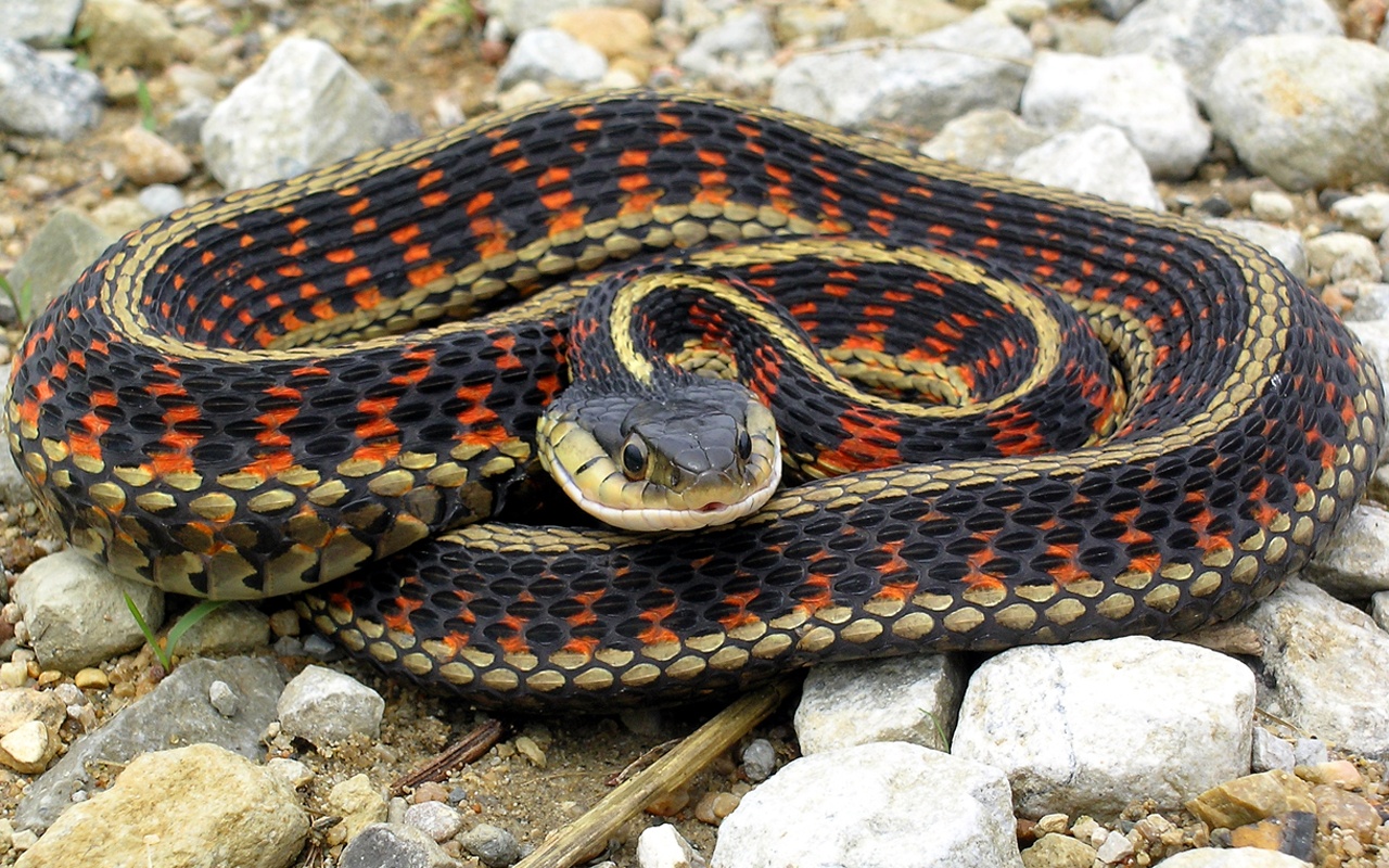 фото змей