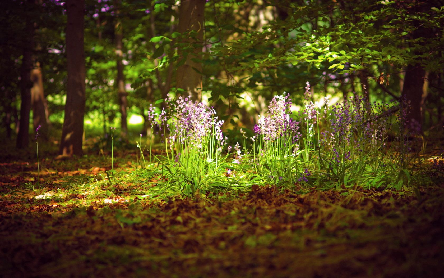 forest, nature, flowers, leaves, illumination, sprouts, lighting