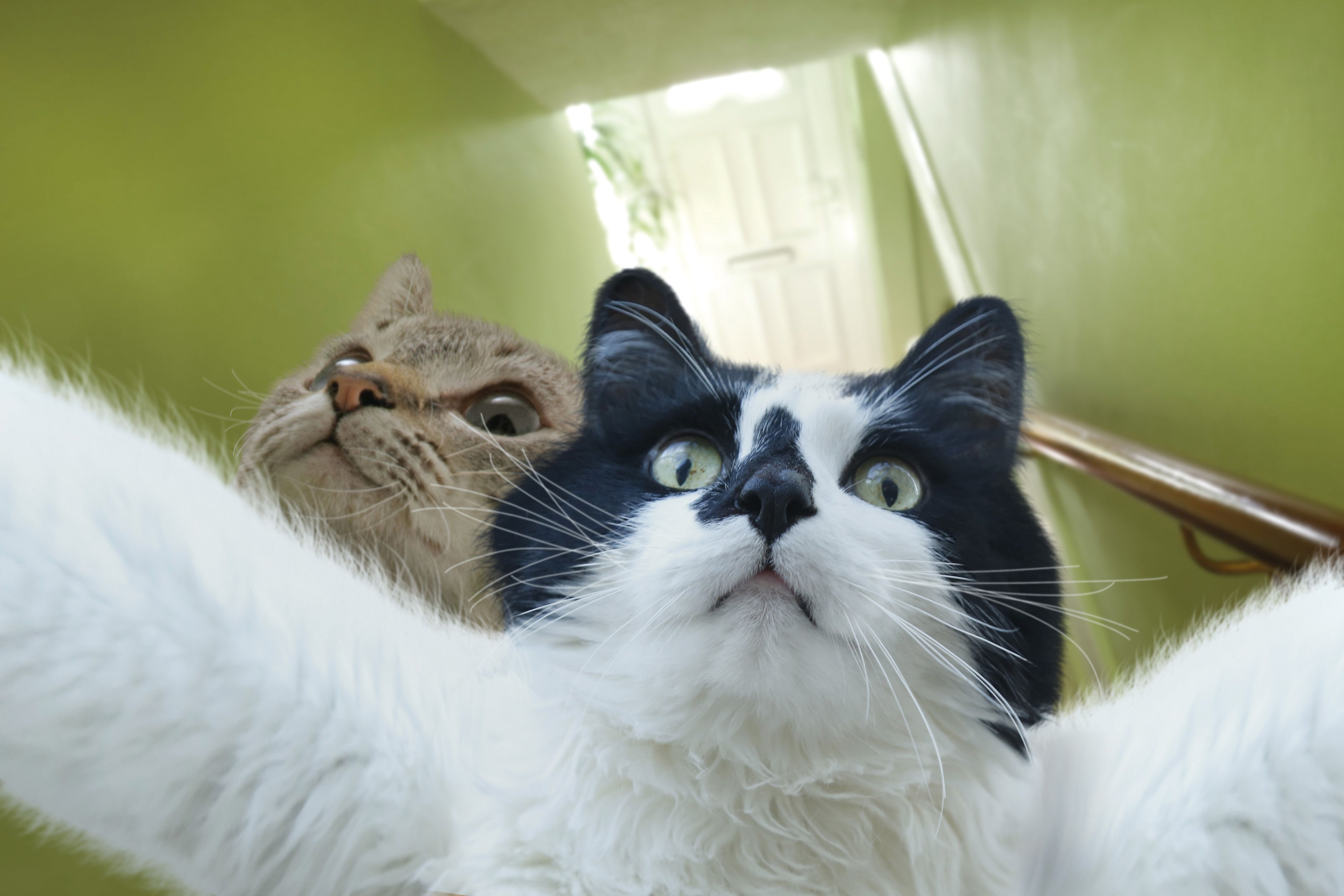 Фотографии смешных кошек