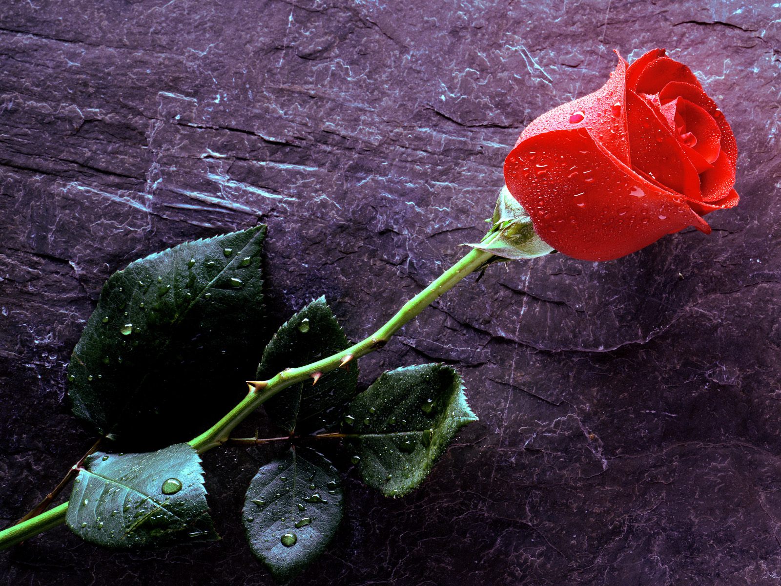 flower, earth, rose, red rose, flowers HD wallpaper