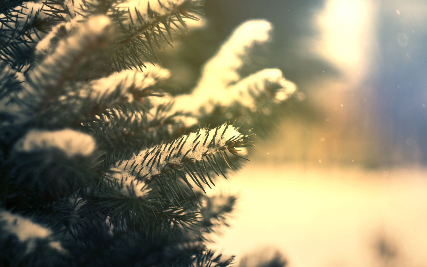 nature, needle, pine, snow, green, conifers, coniferous, branches 32K