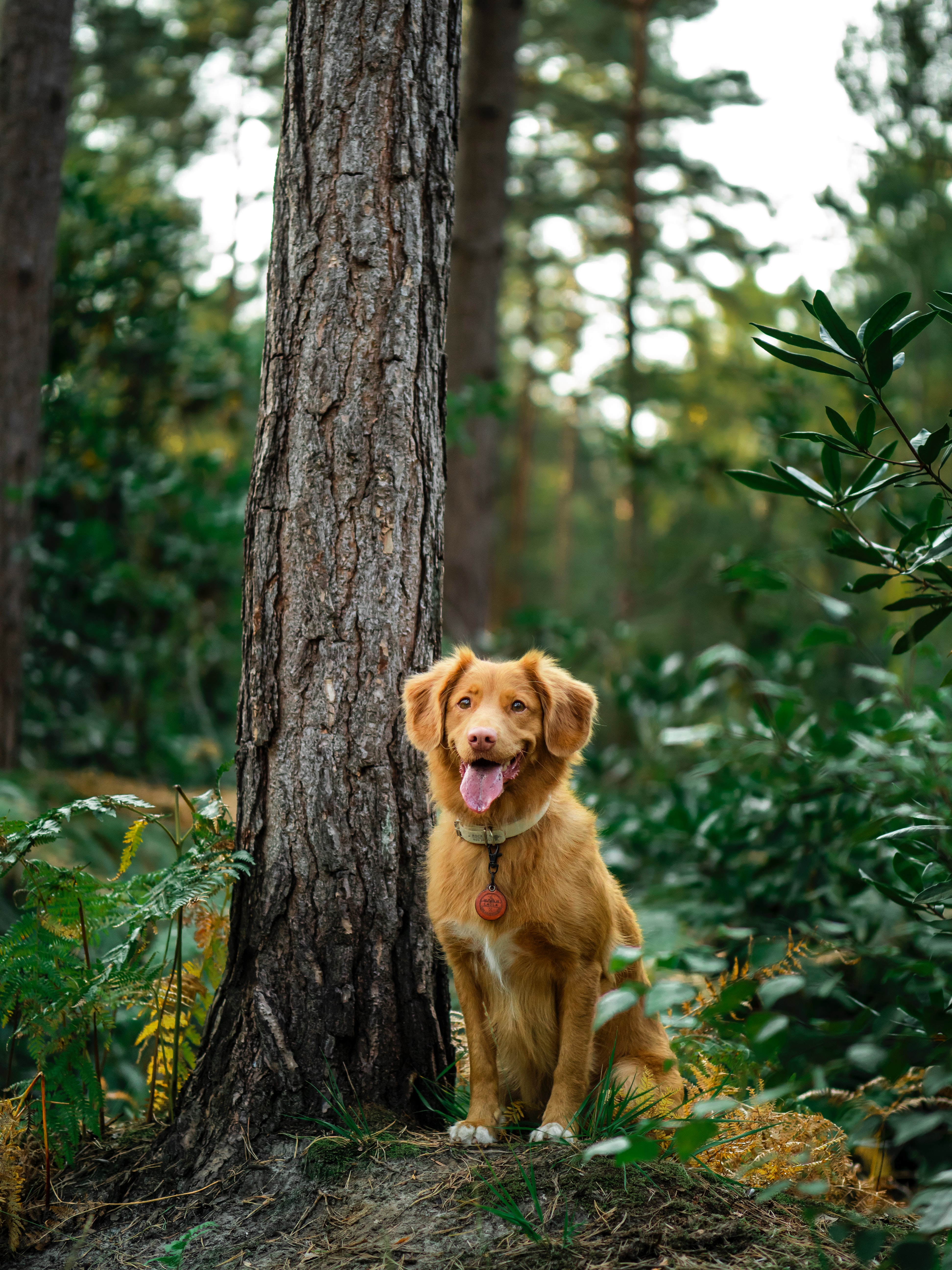 Download mobile wallpaper Tongue Stuck Out, Protruding Tongue, Retriever, Wood, Dog, Animals, Tree, Golden Retriever for free.