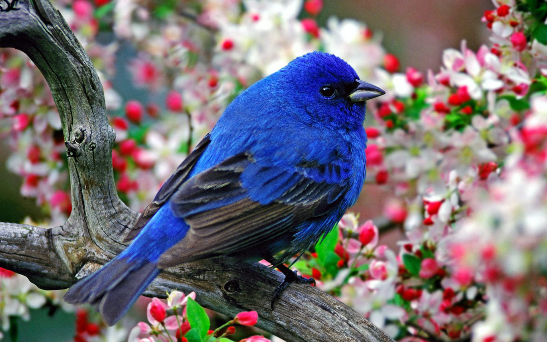 Красивая синяя птица