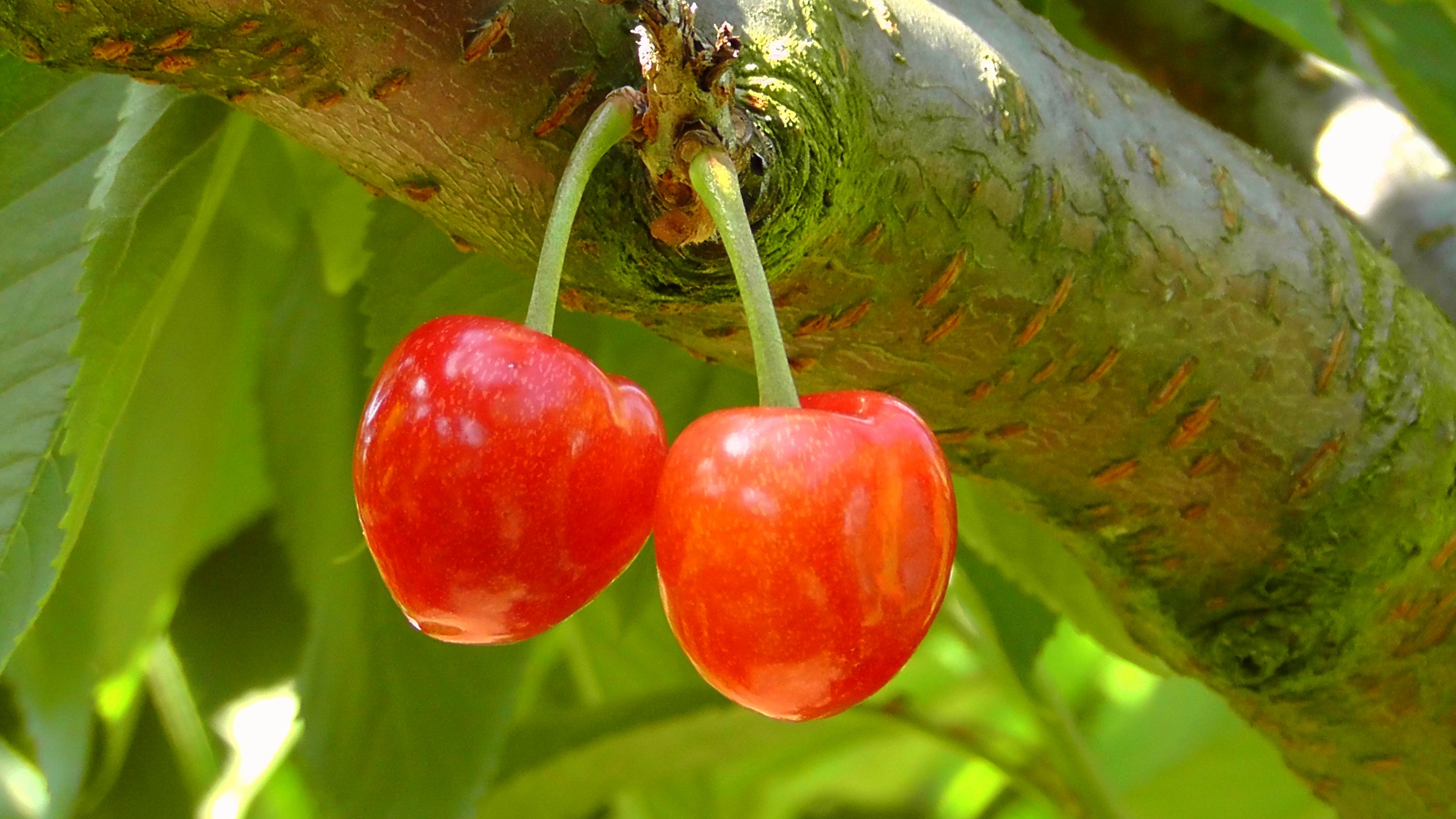 sweet cherry, tree, cherry, food, wood, branch, berry