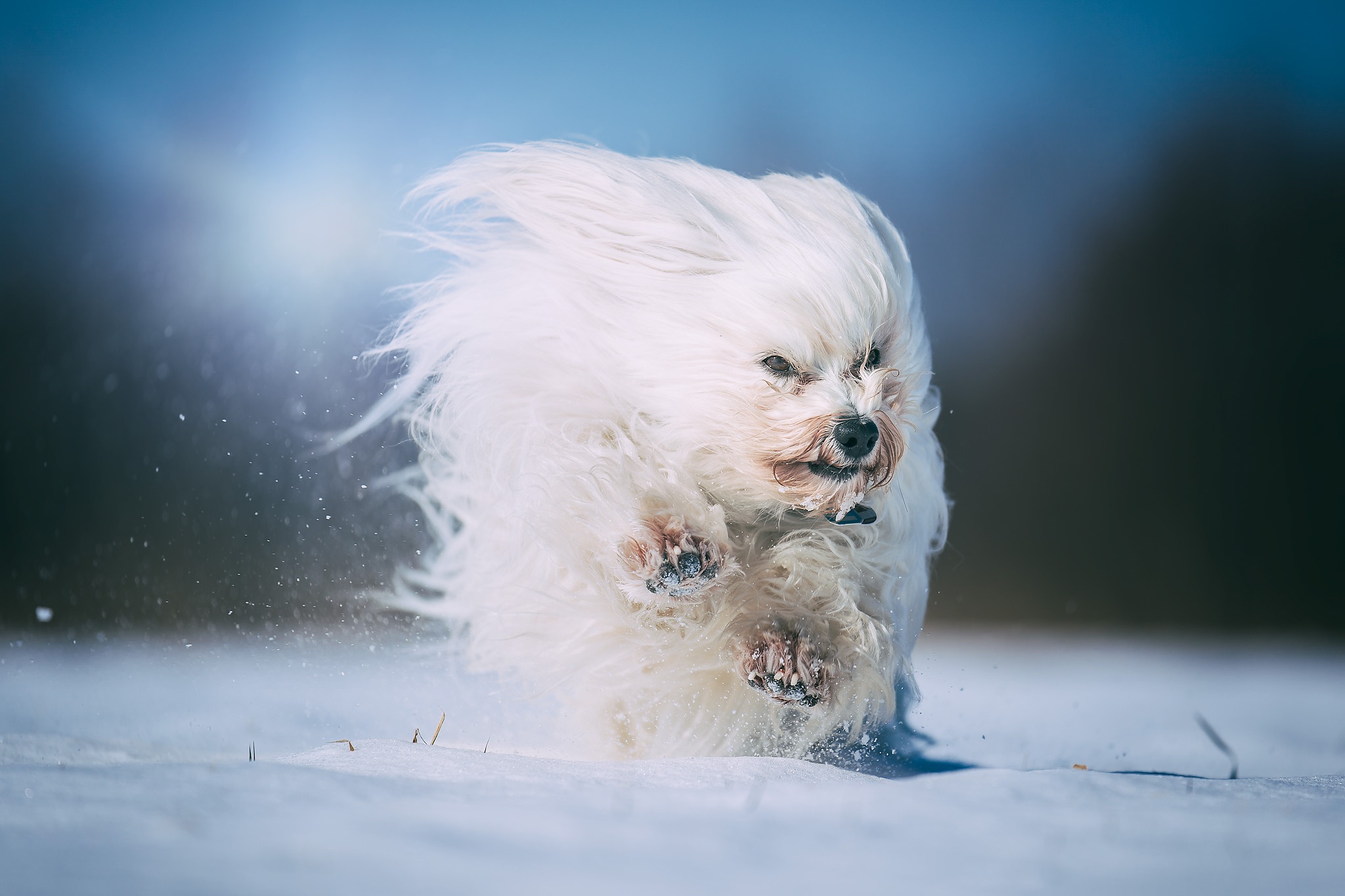 Interesting facts about Havanese dogs – Just Fun Facts